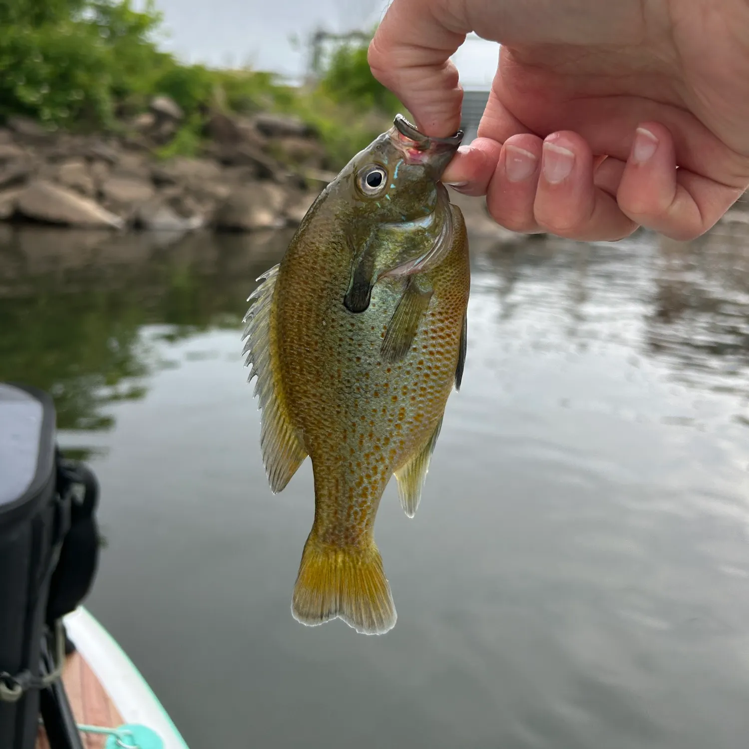 catch