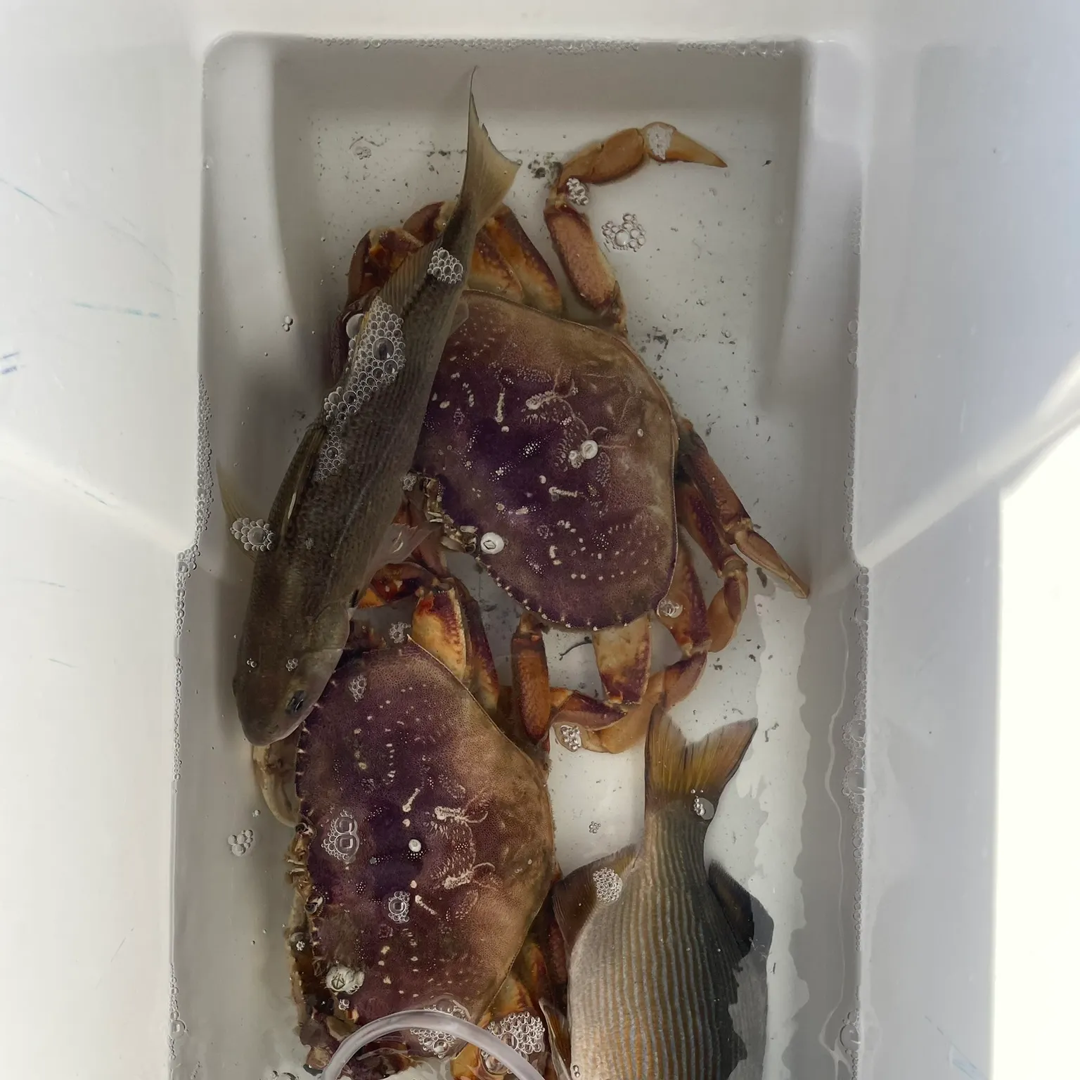 The most recent Striped seaperch catches on Fishbrain