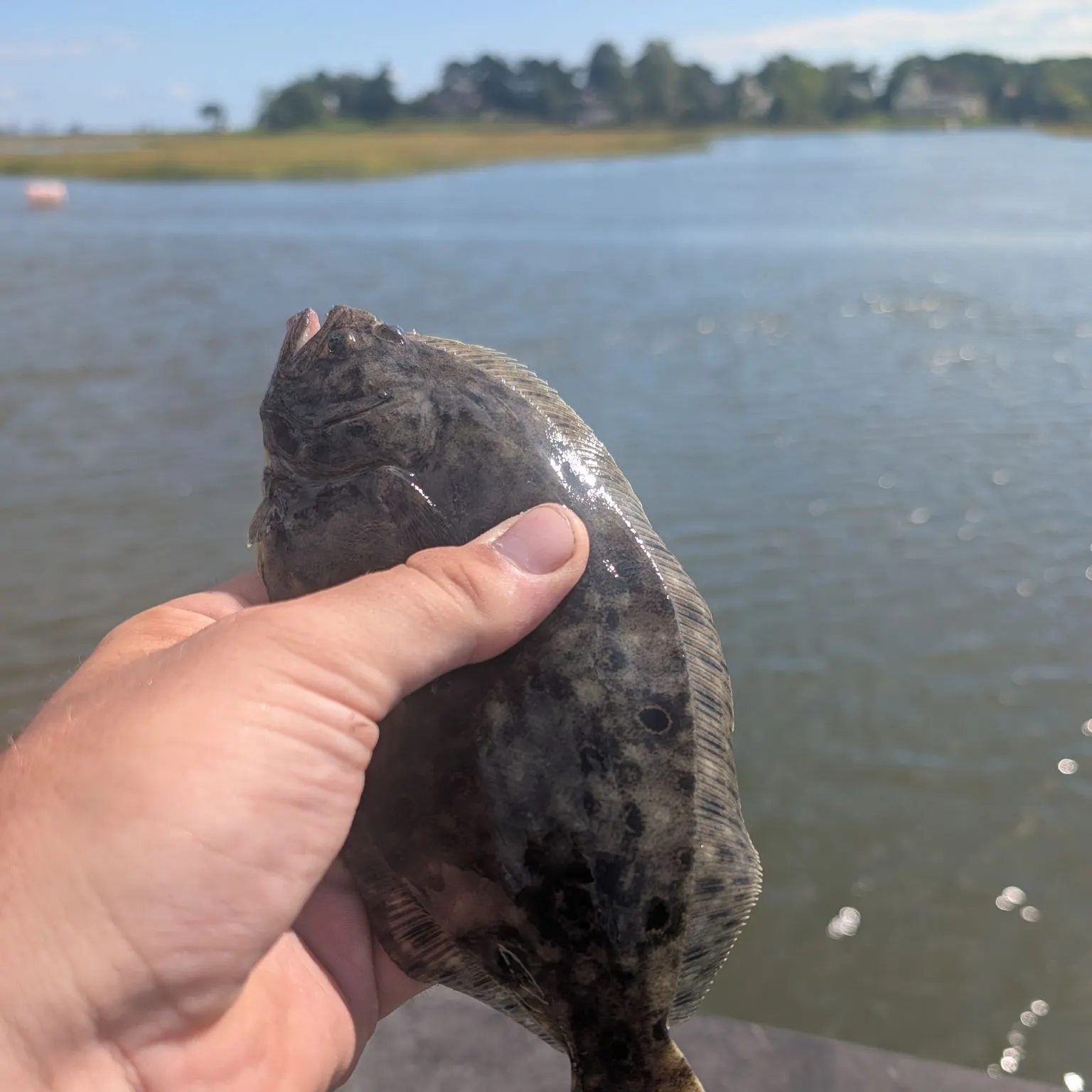 Summer flounder caught on Fishbrain