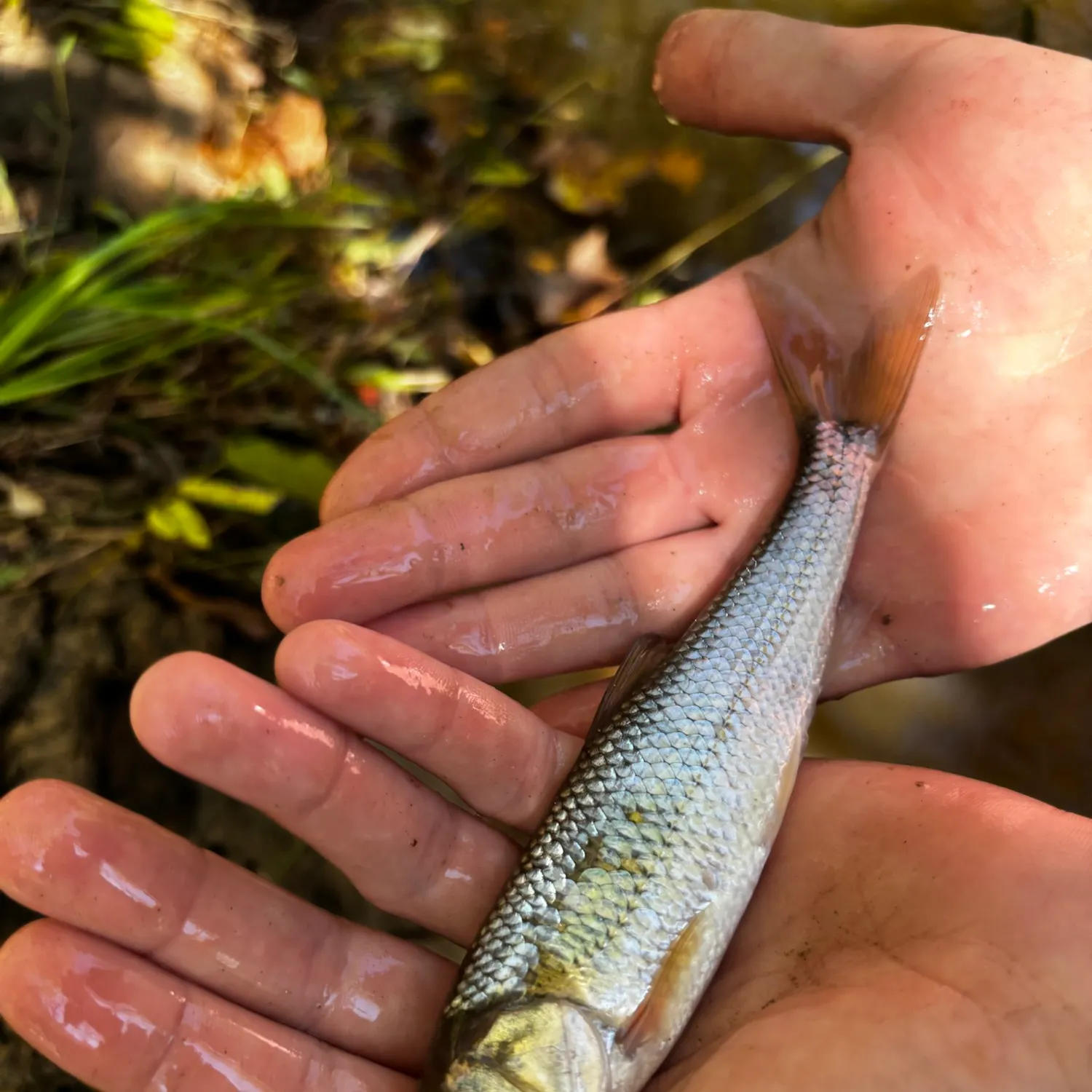 Fallfish caught on Fishbrain
