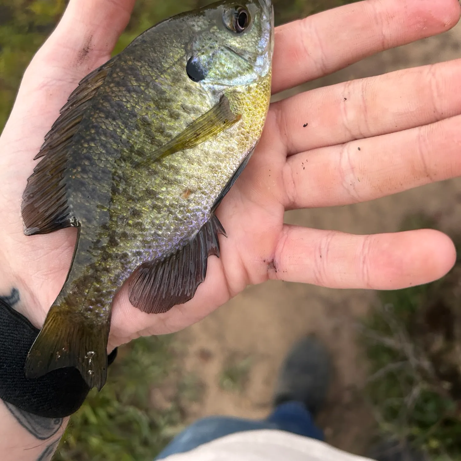 Bluegill caught on Fishbrain