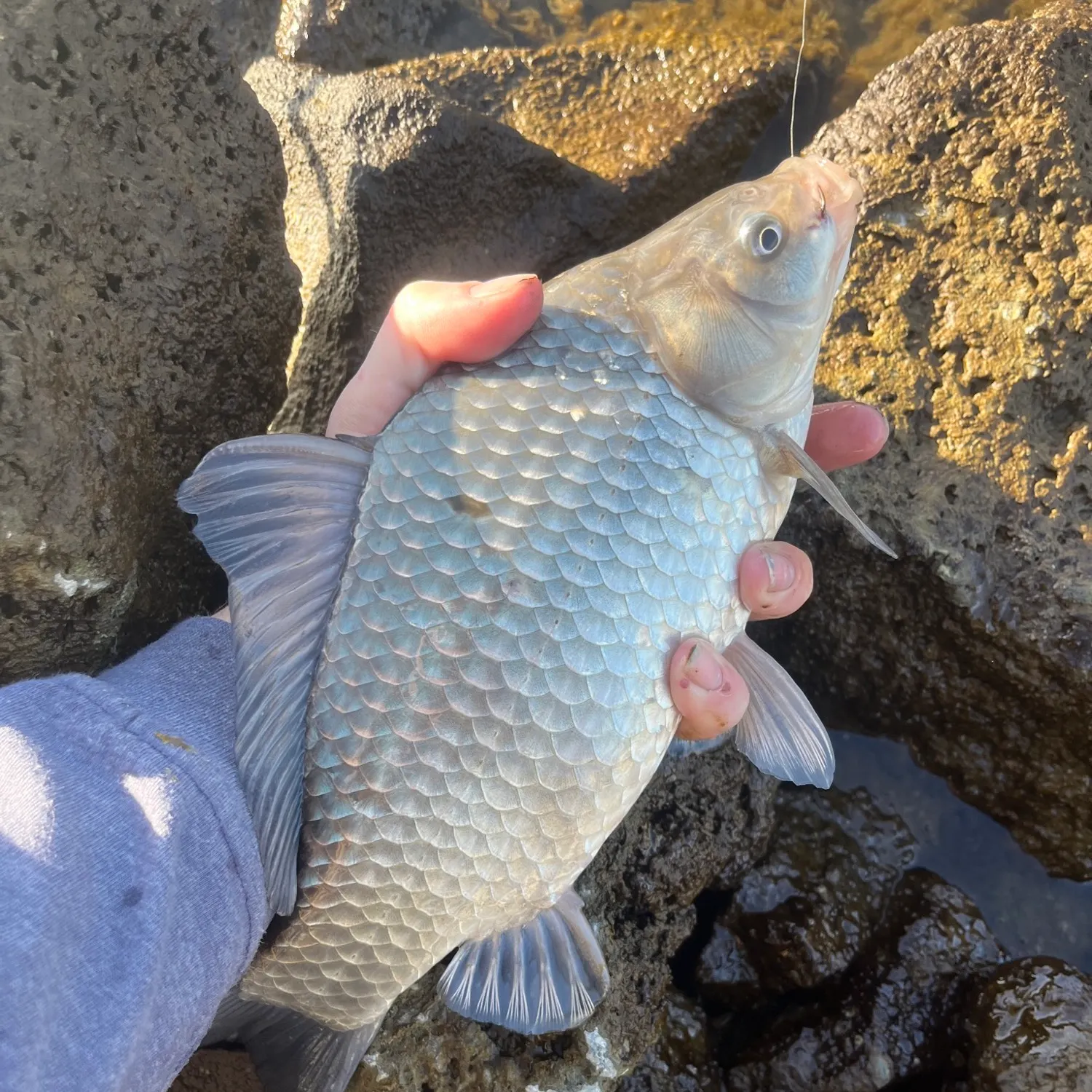 The most recent Crocodile fish catches on Fishbrain