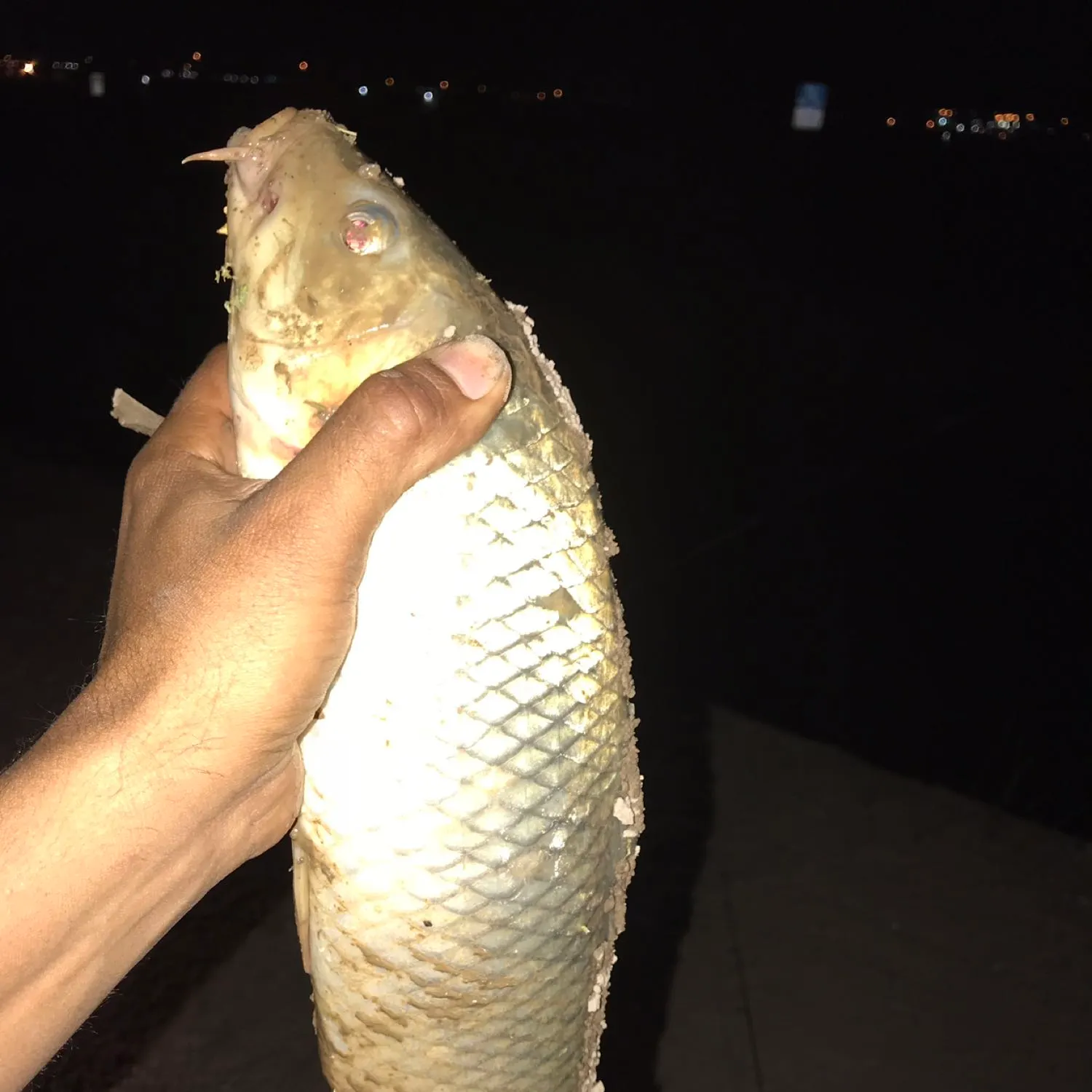 Common carp caught on Fishbrain