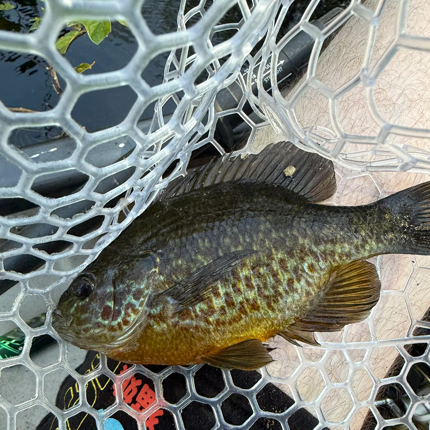 The most recent Pumpkinseed catches on Fishbrain