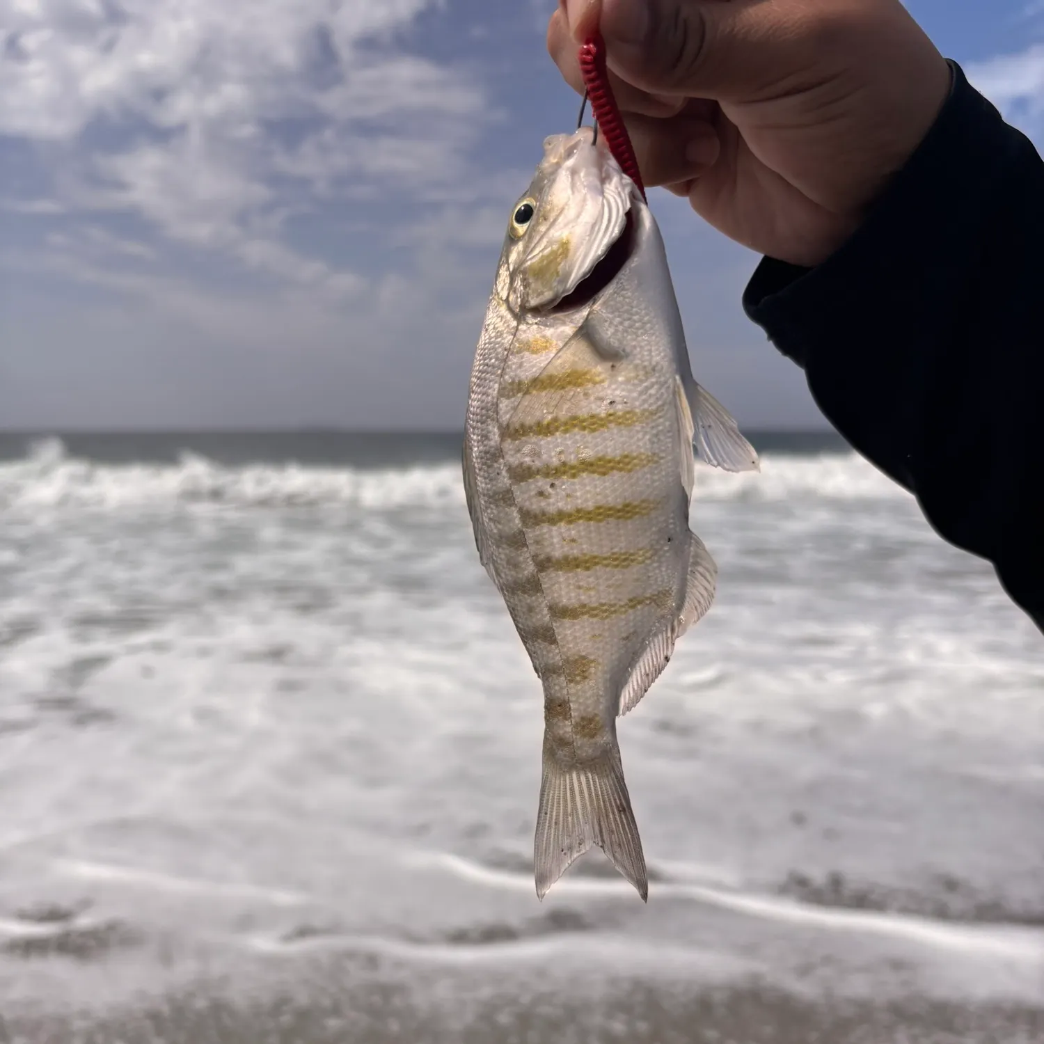 Barred surfperch caught on Fishbrain