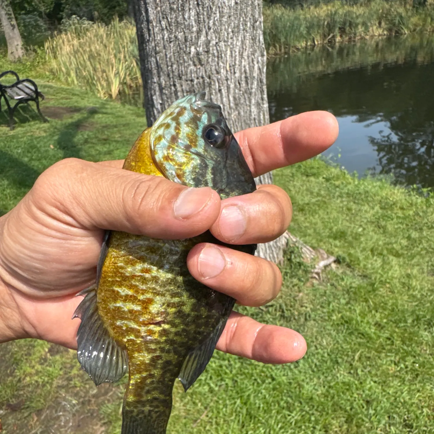 Greengill hybrid caught on Fishbrain