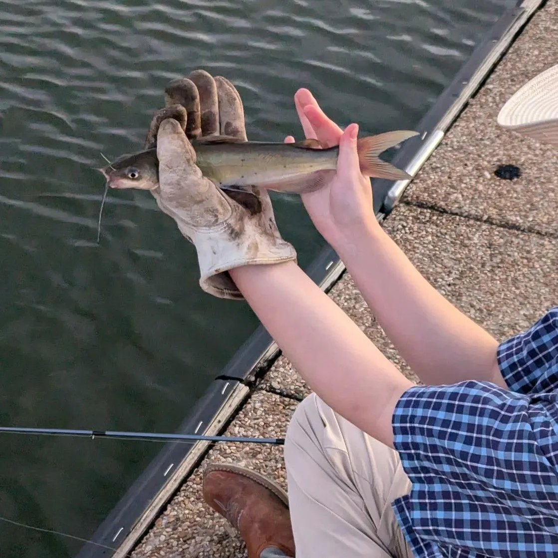 Channel catfish caught on Fishbrain