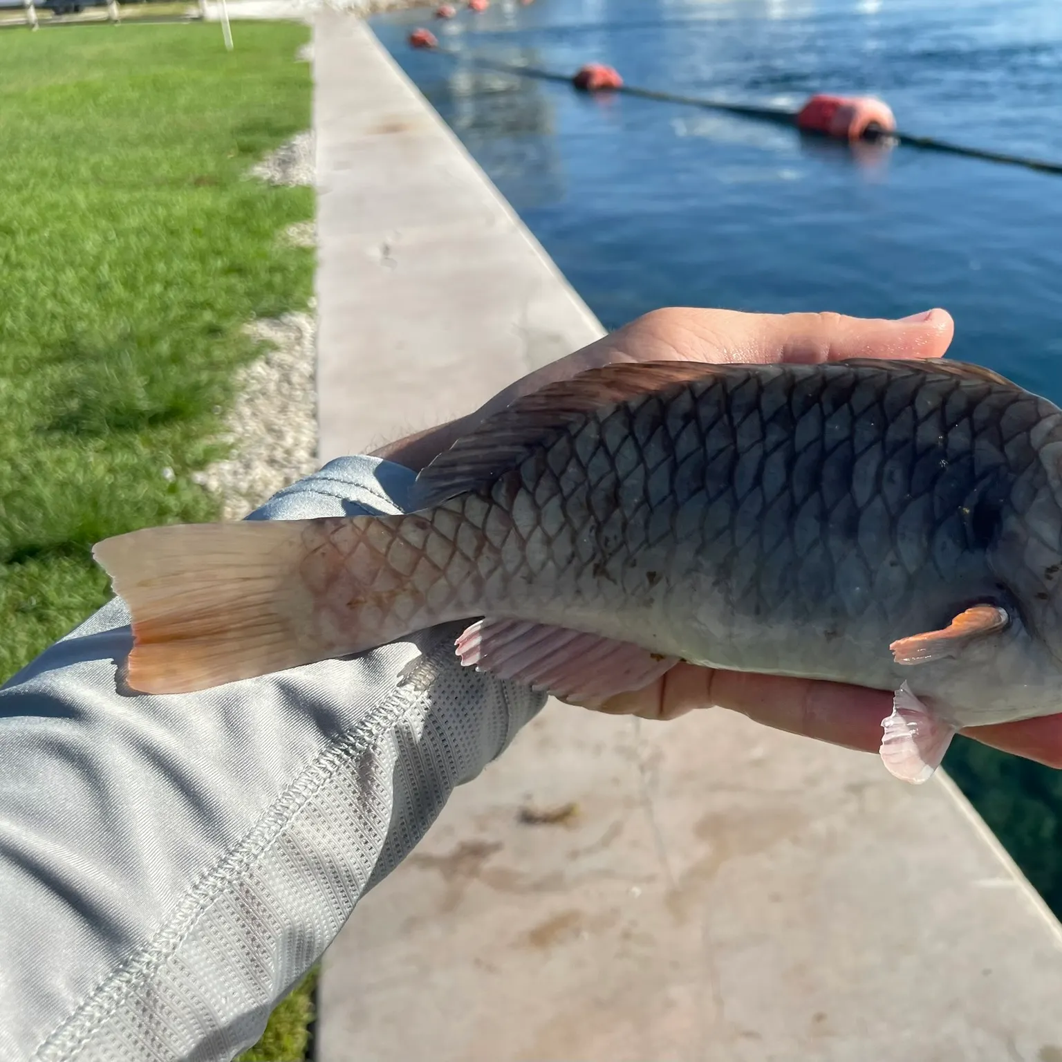 The most recent Redfin parrotfish catches on Fishbrain
