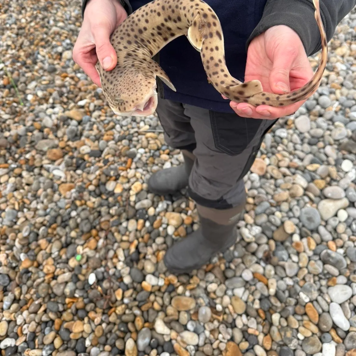 The most recent Nursehound catches on Fishbrain
