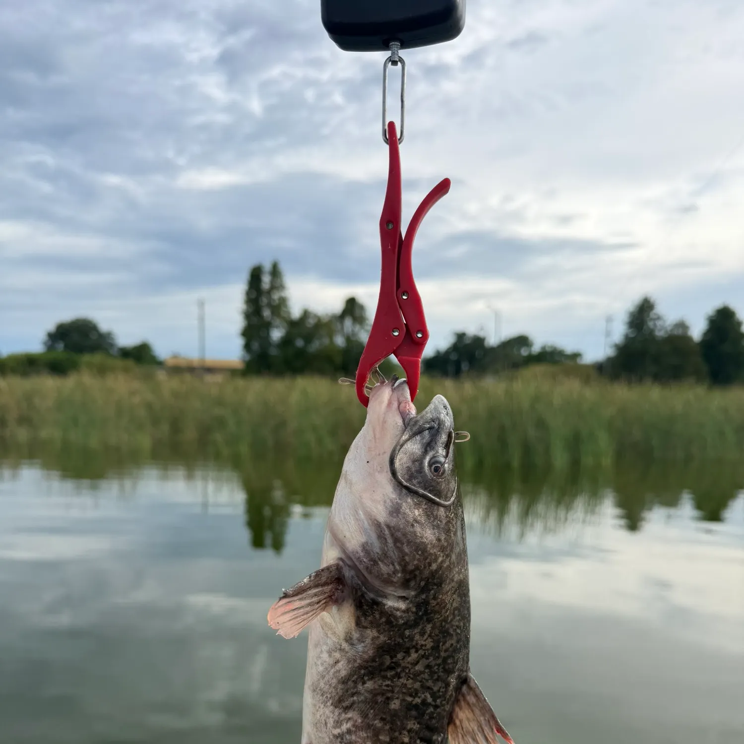 Brown bullhead caught on Fishbrain