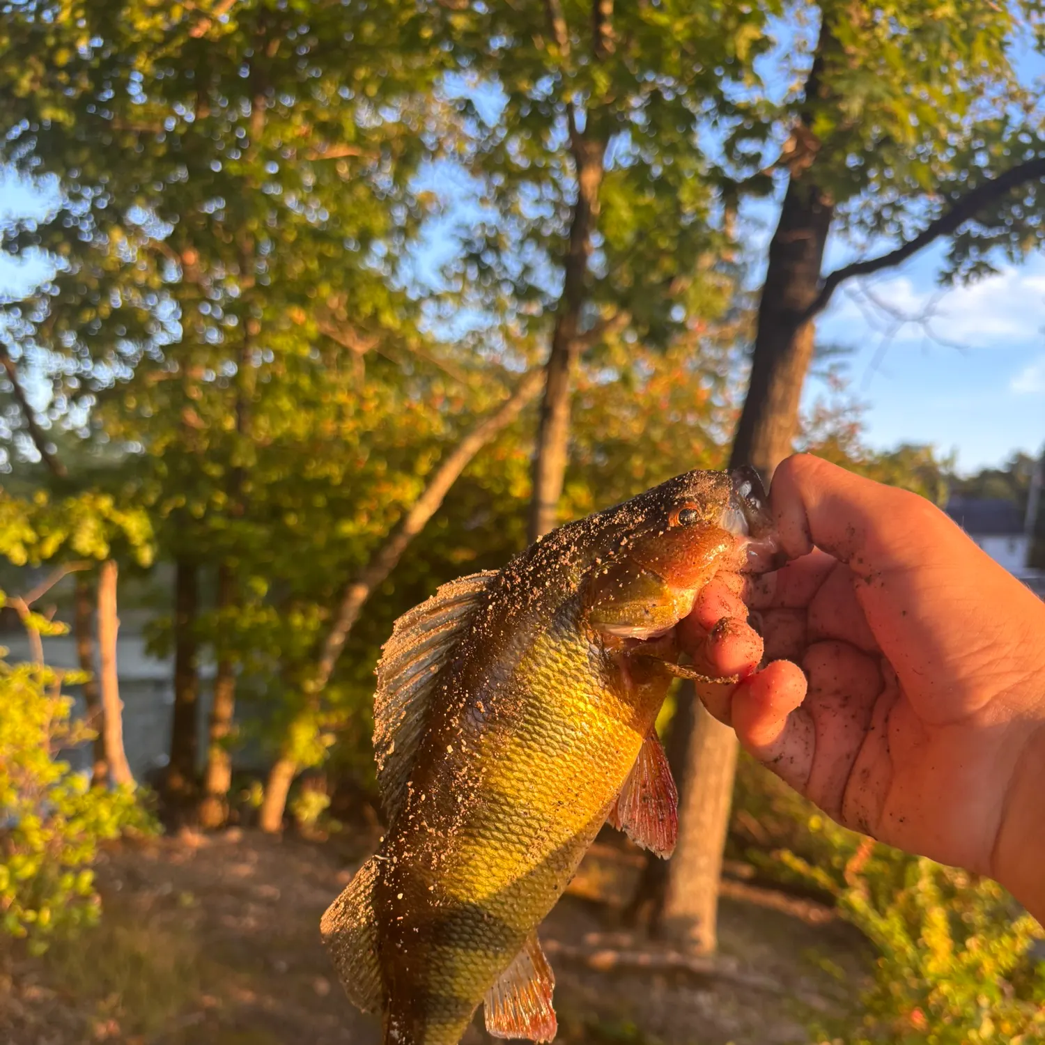 Yellow perch caught on Fishbrain