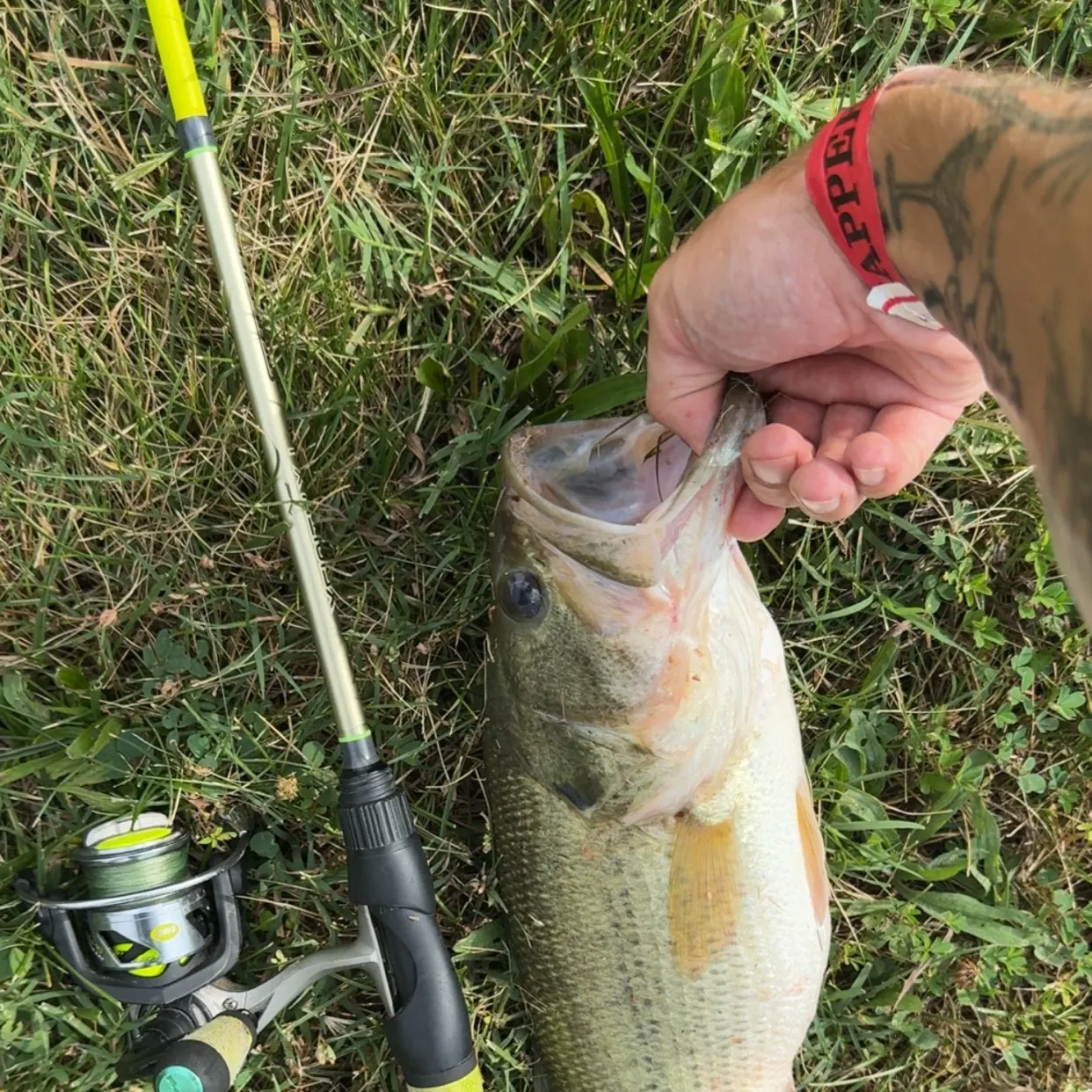 Largemouth bass caught on Fishbrain