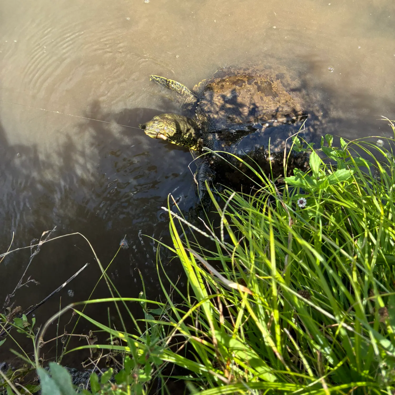 Spiny softshell turtle caught on Fishbrain