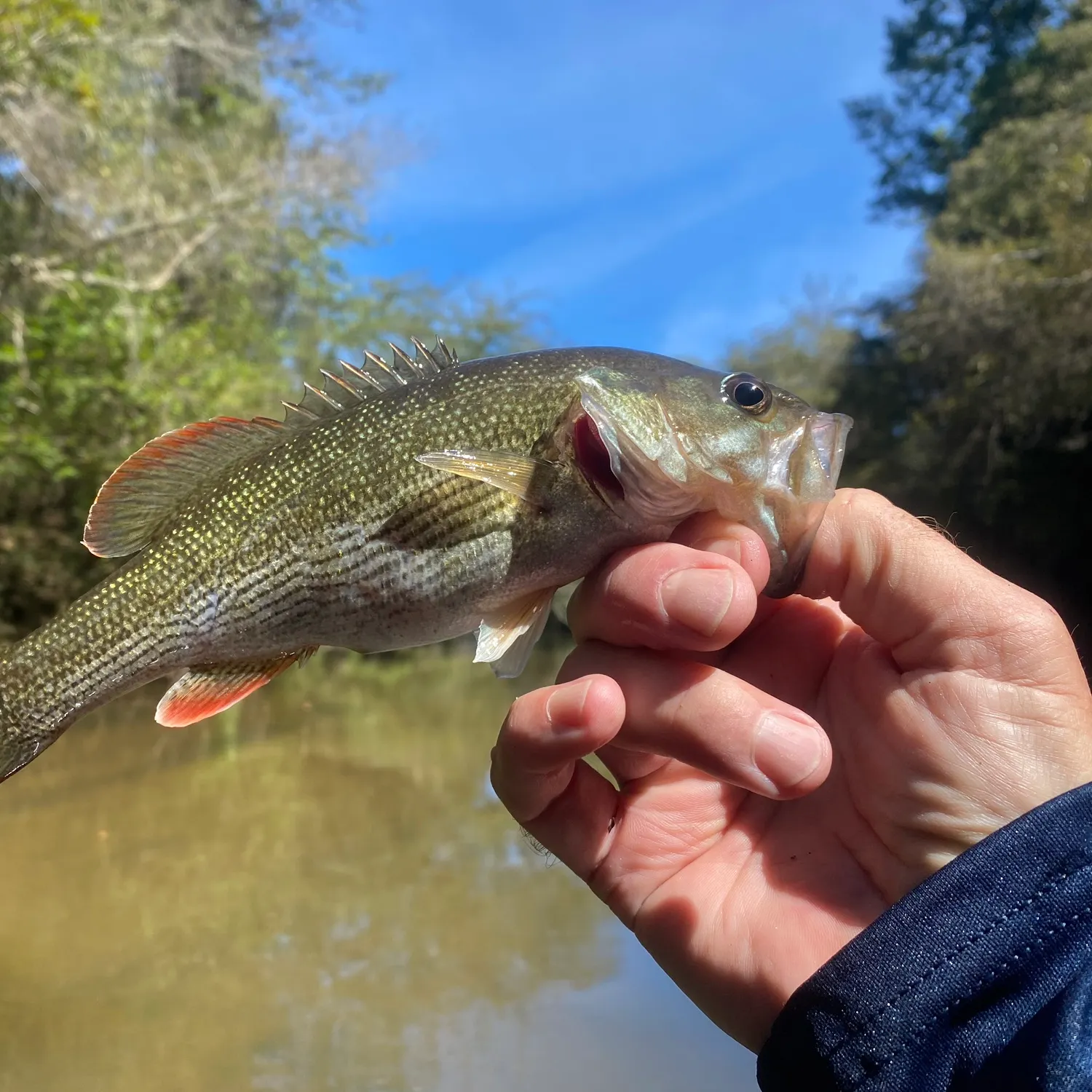 The most recent Chattahoochee bass catches on Fishbrain