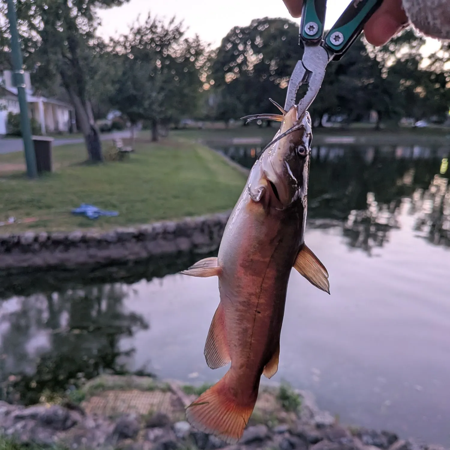 Yellow bullhead caught on Fishbrain