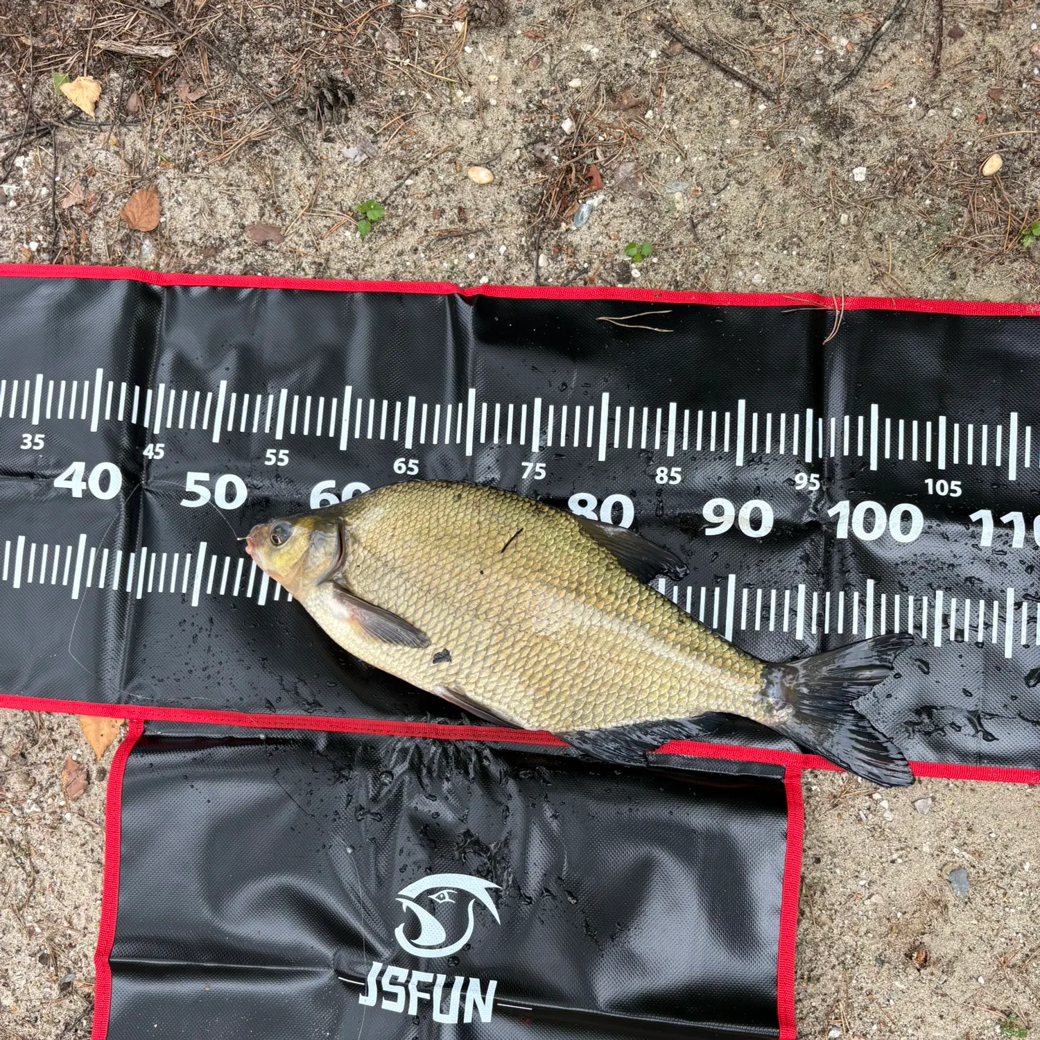Common bream caught on Fishbrain