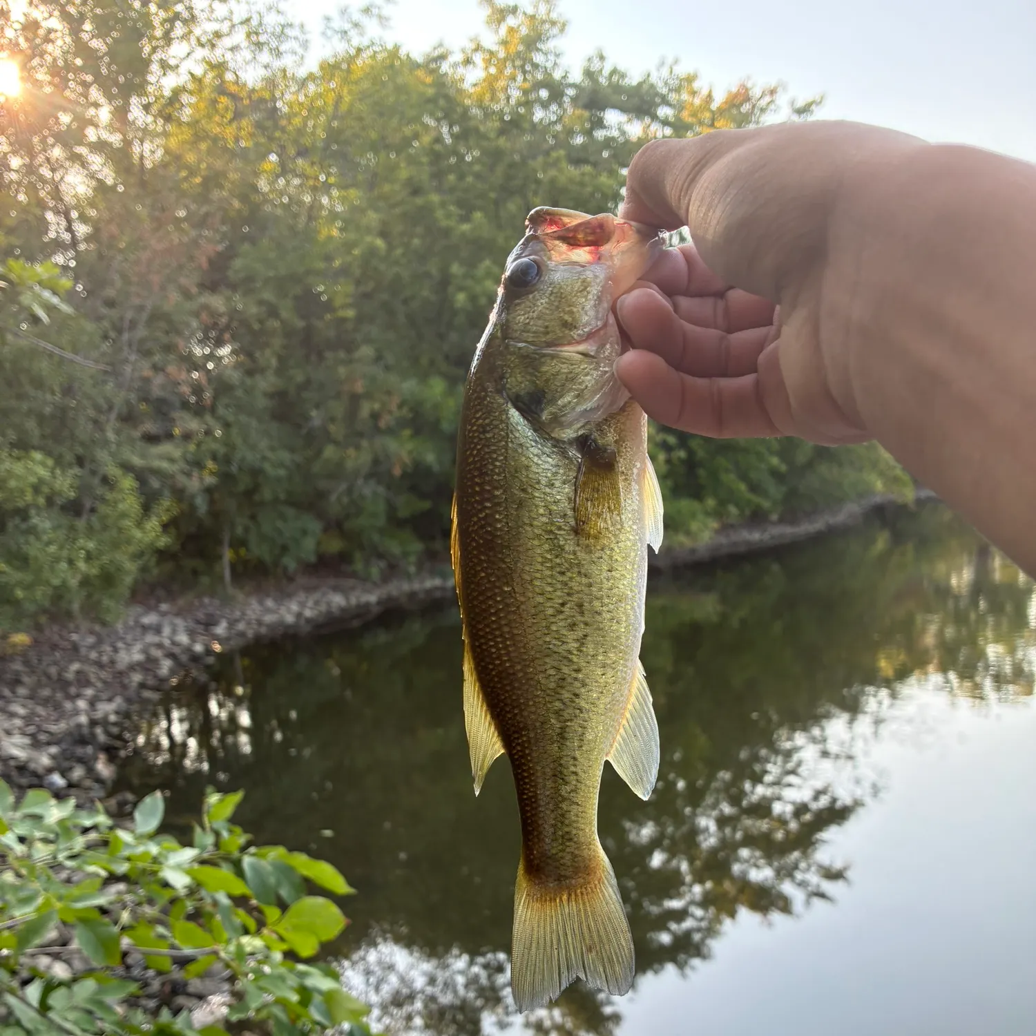 Largemouth bass caught on Fishbrain