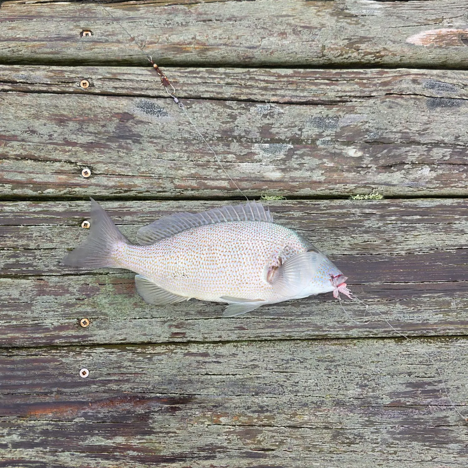 Pigfish caught on Fishbrain