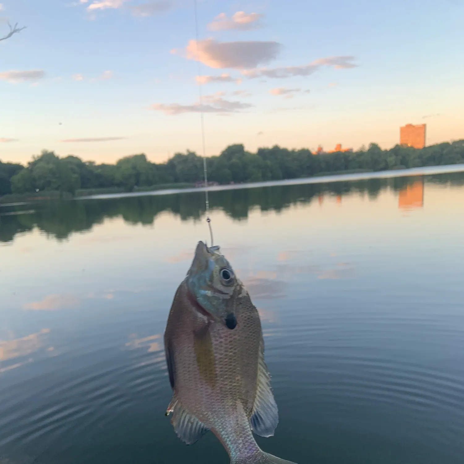 catch