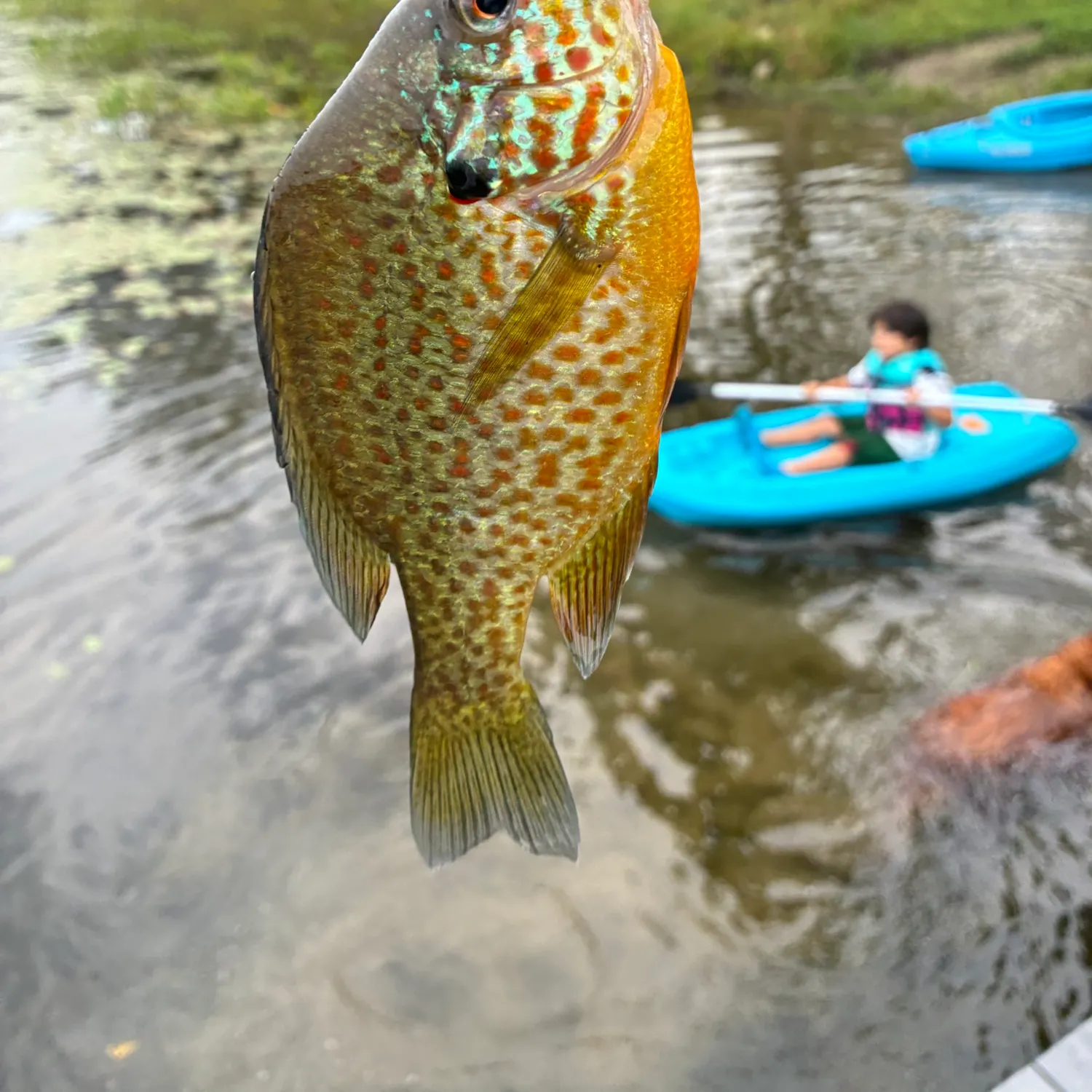 Pumpkinseed caught on Fishbrain