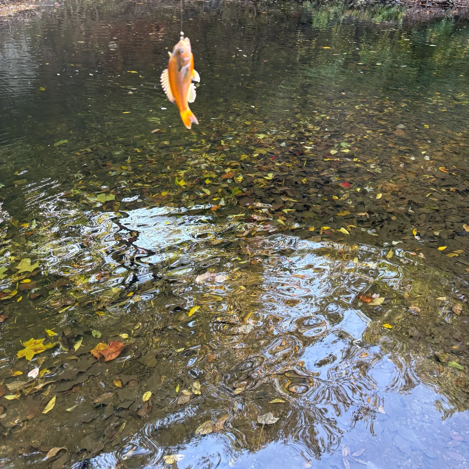 Redbreast sunfish caught on Fishbrain