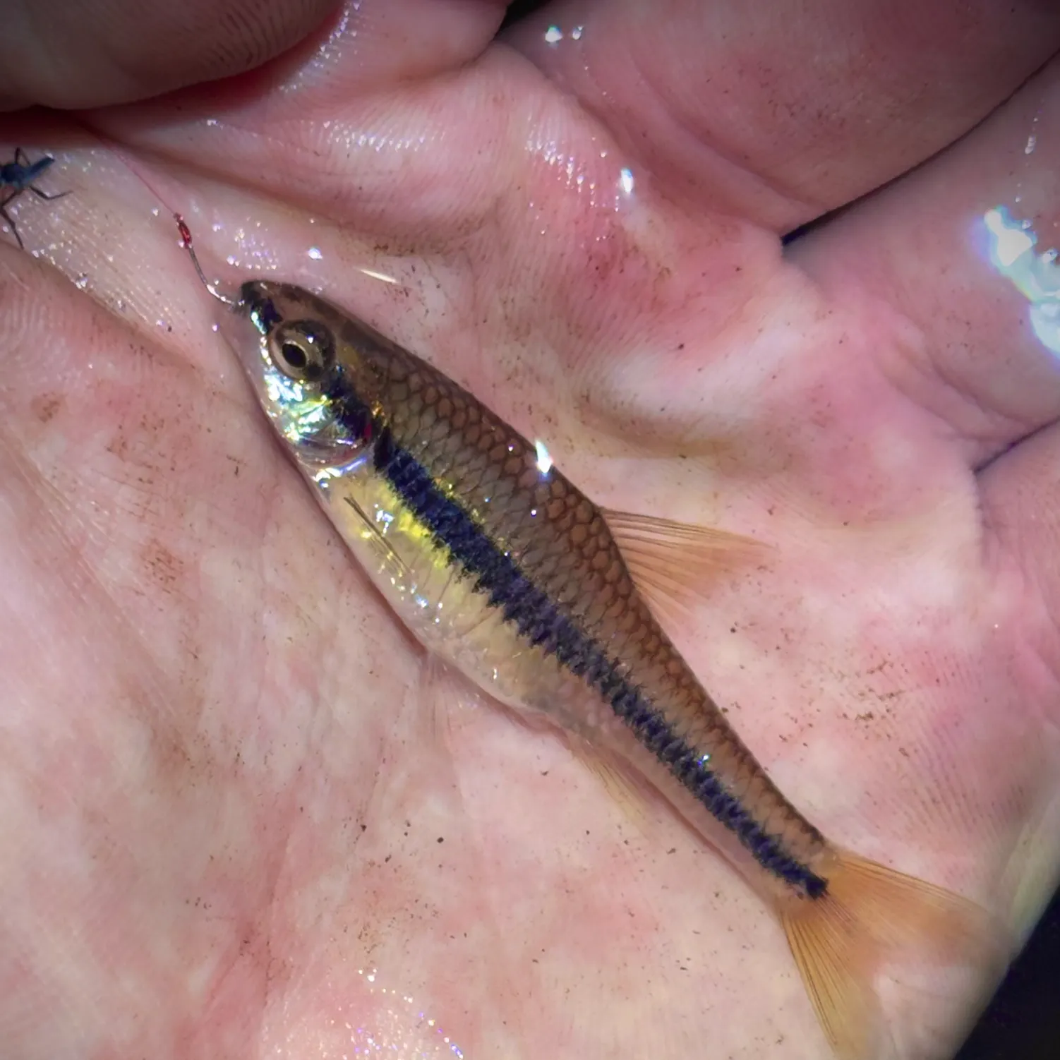 The most recent Bridle shiner catches on Fishbrain