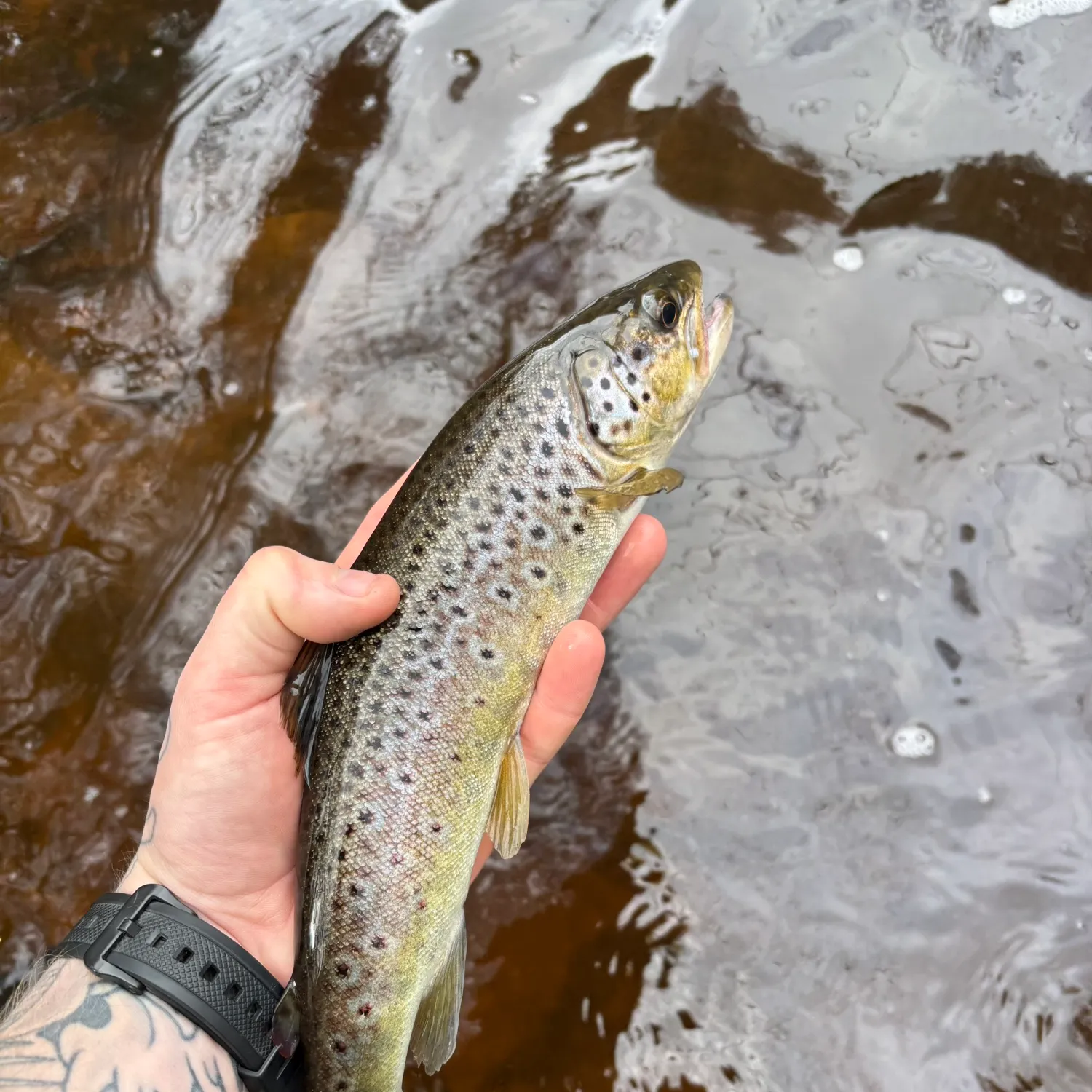 recently logged catches