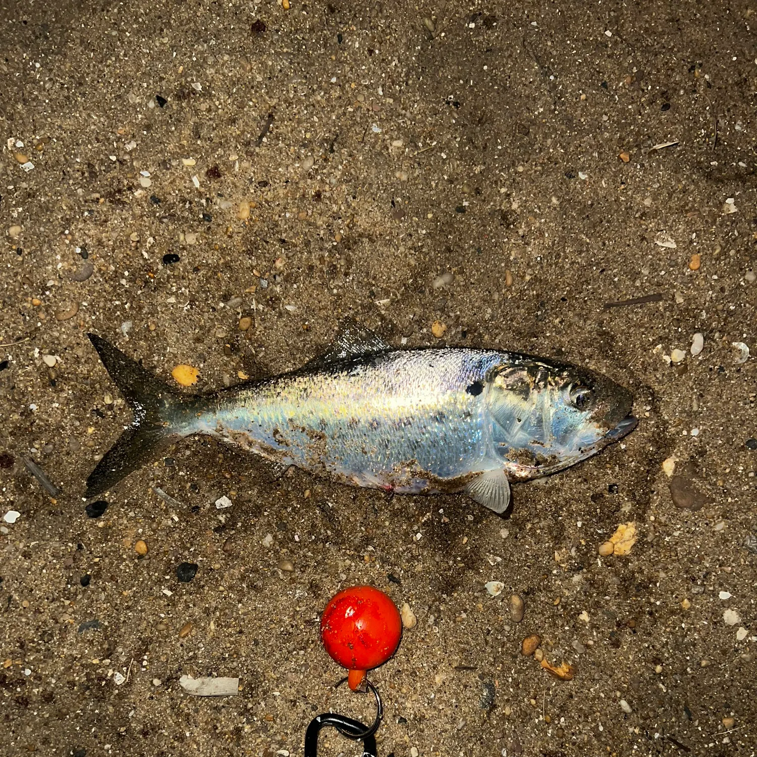 The most recent Atlantic menhaden catches on Fishbrain