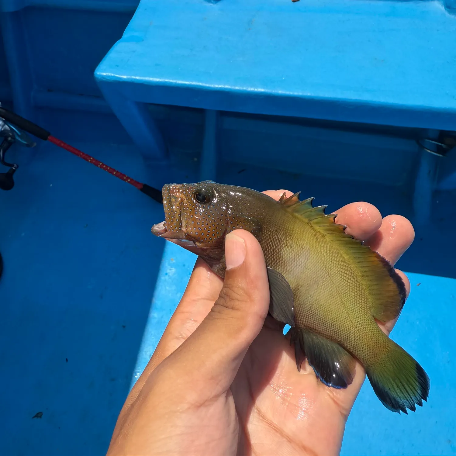 The most recent Areolate grouper catches on Fishbrain