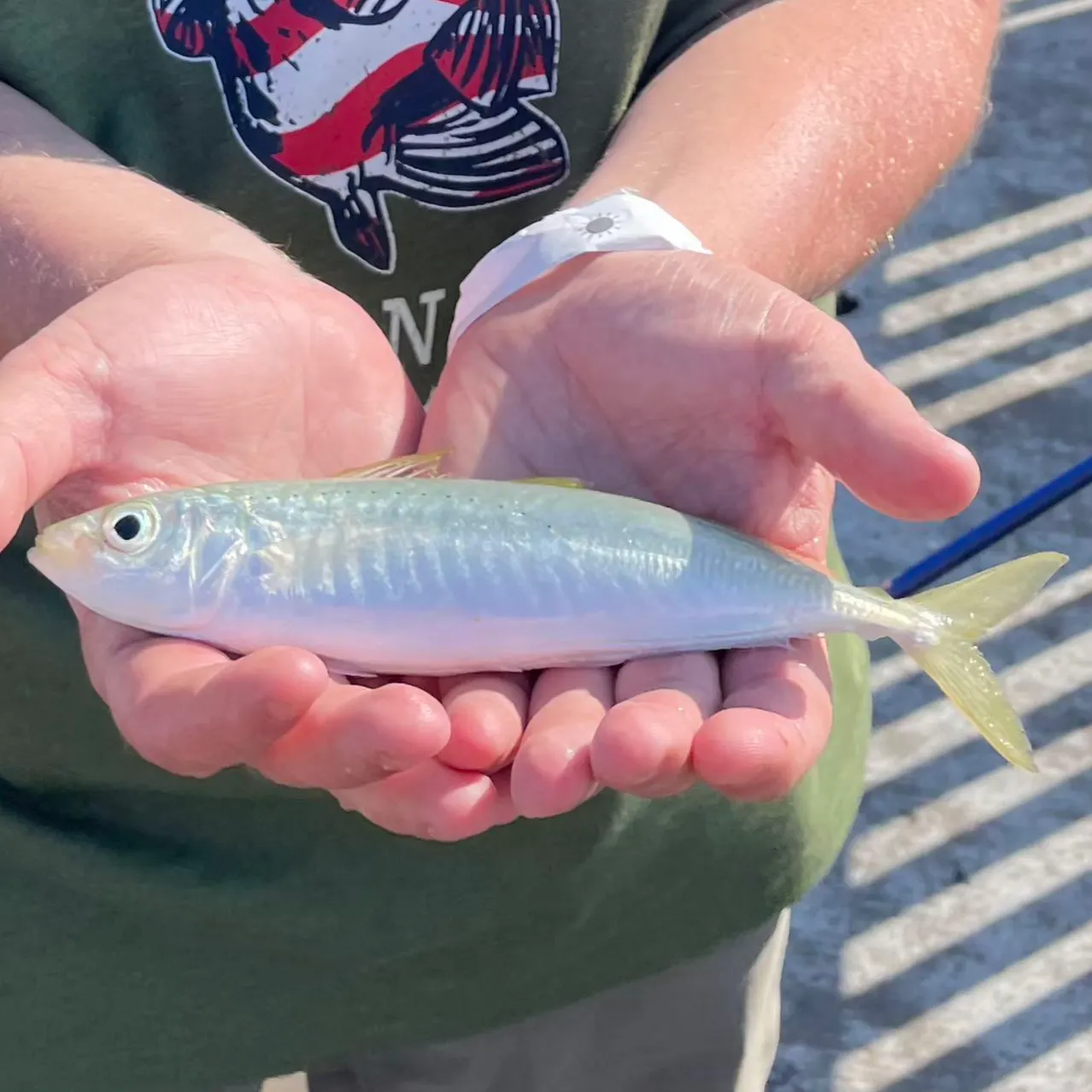 The most recent Round Scad catches on Fishbrain