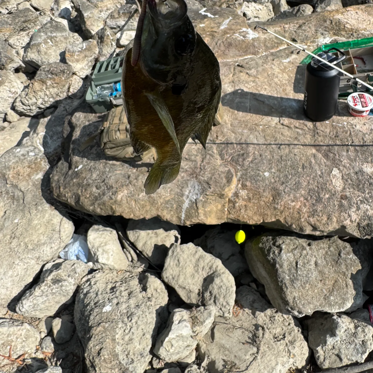 The most recent Rio Grande x mayan cichlid catches on Fishbrain