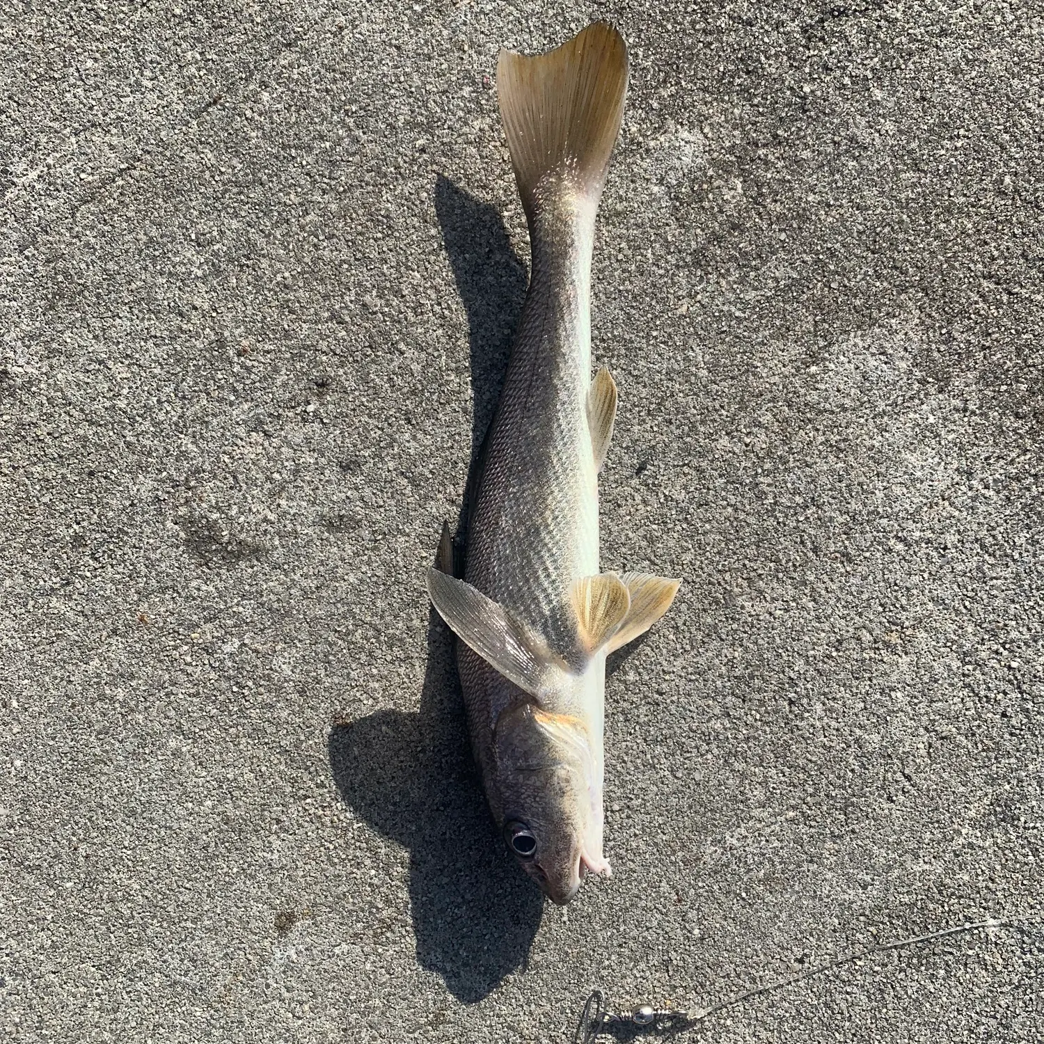 The most recent Pacific whiting catches on Fishbrain