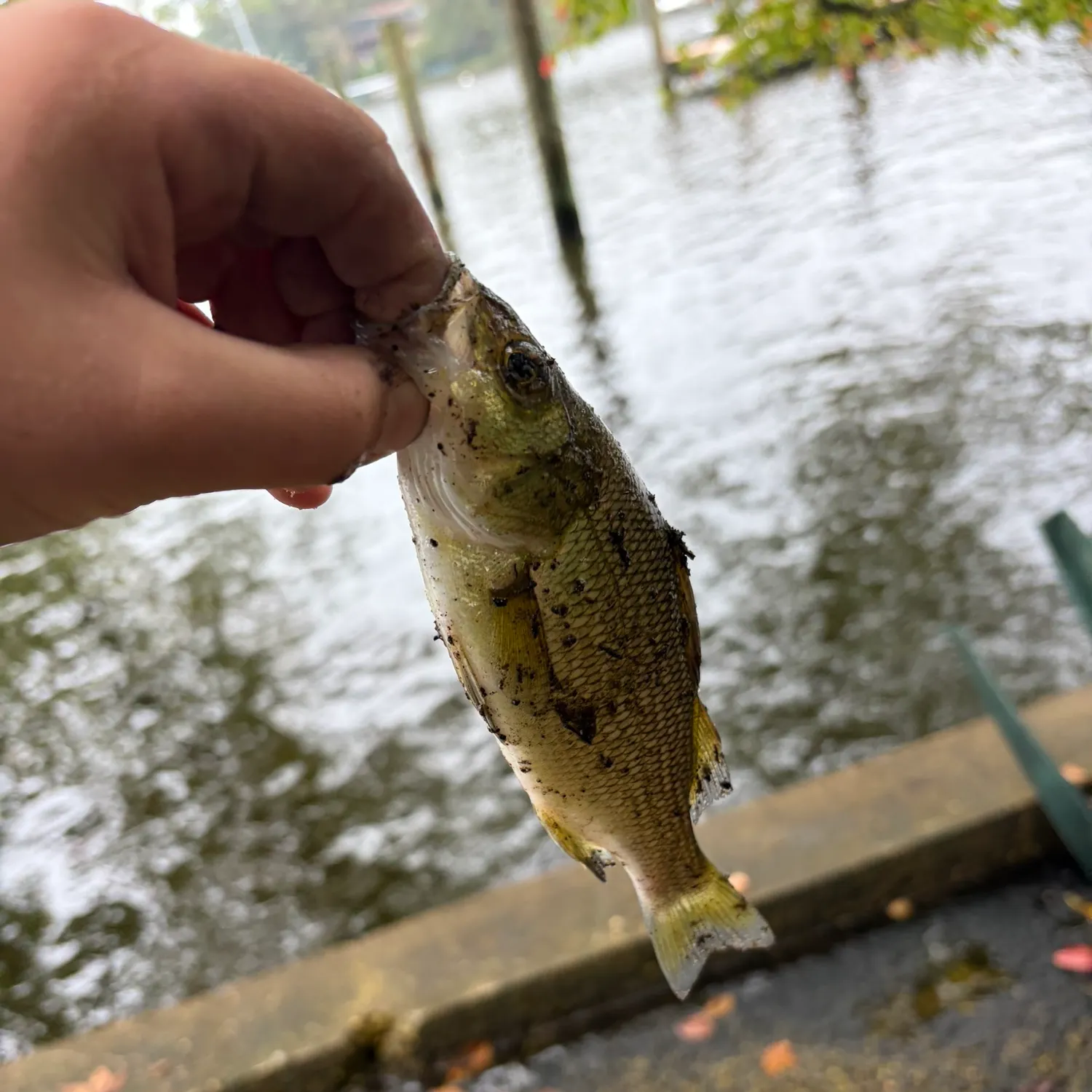 White perch caught on Fishbrain