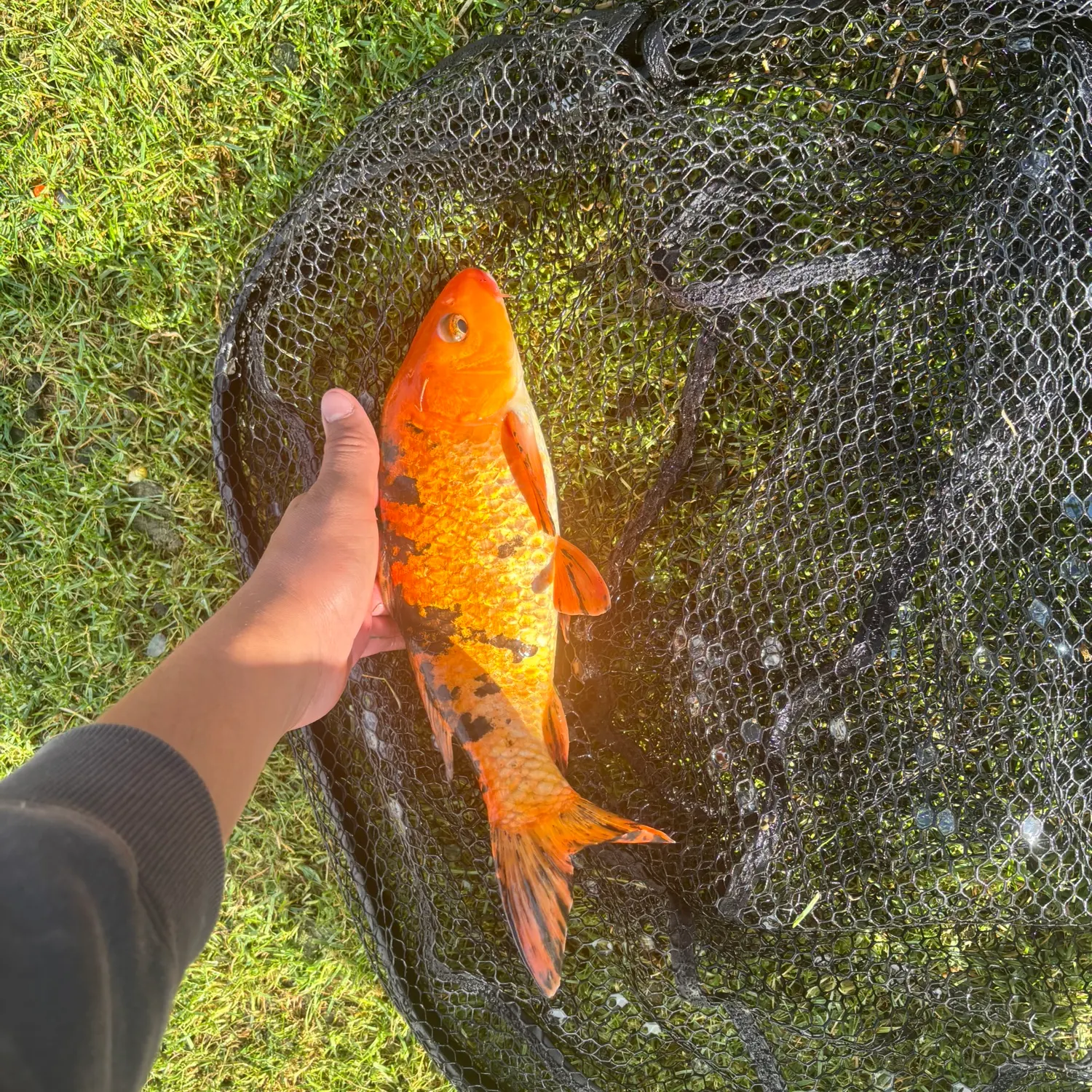 The most recent Koi carp catches on Fishbrain