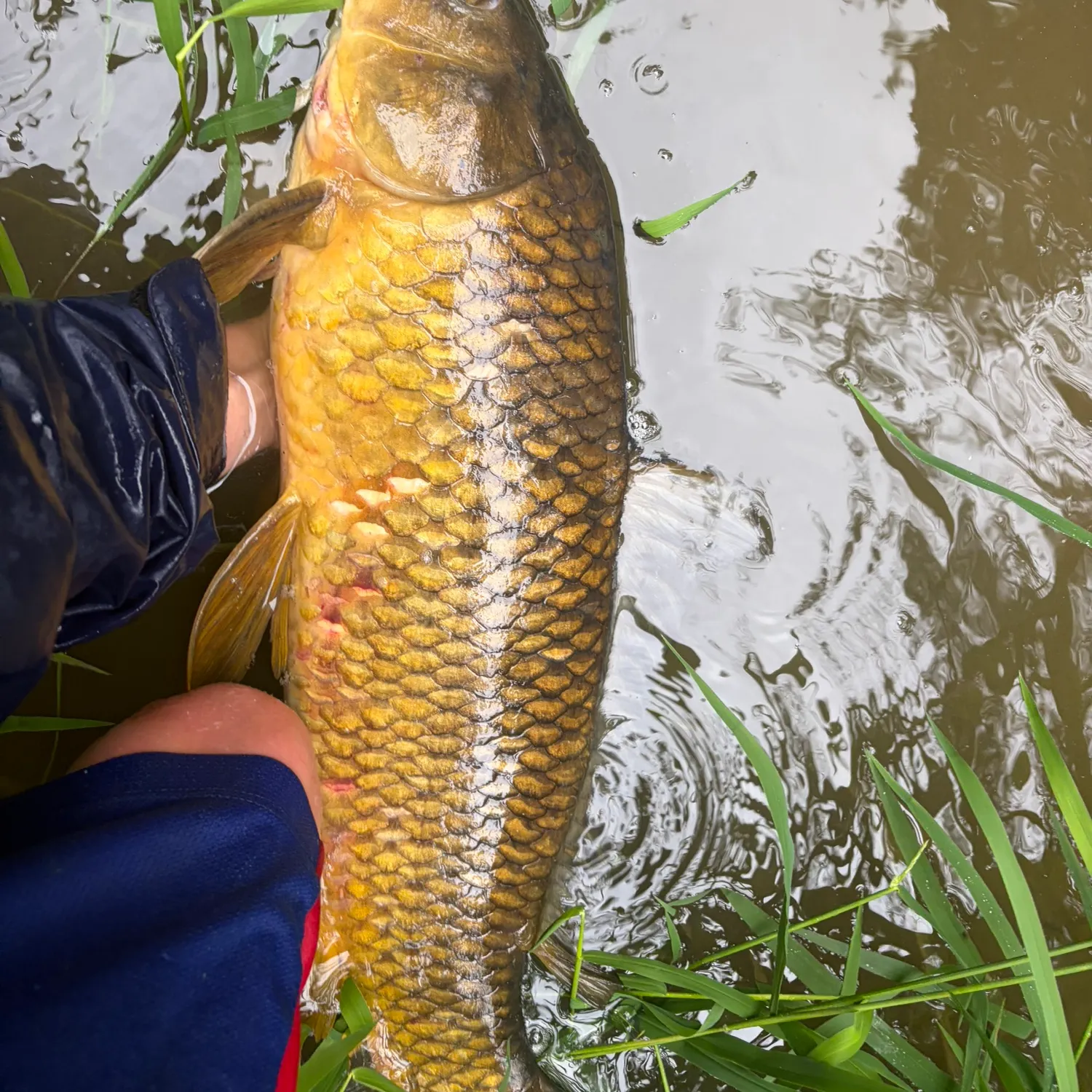 Common carp caught on Fishbrain