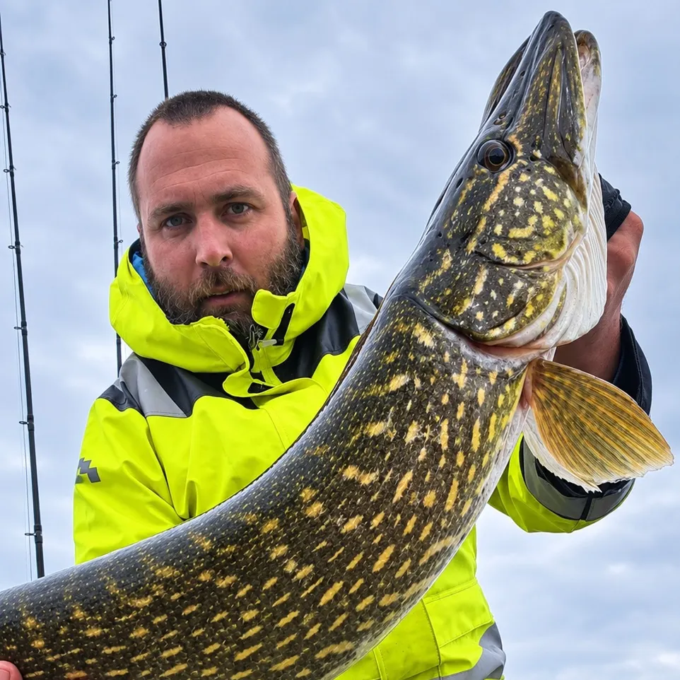 Northern pike caught on Fishbrain