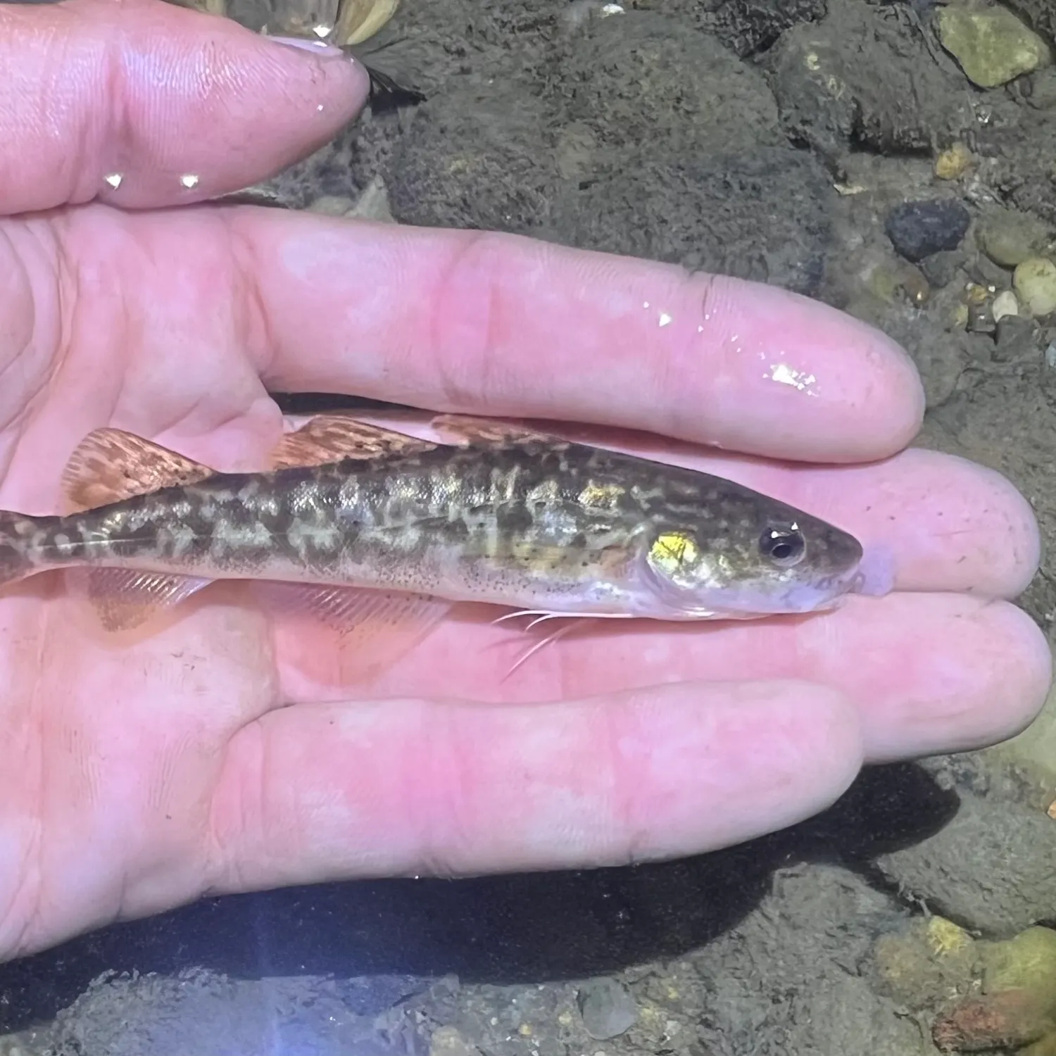 The most recent Atlantic tomcod catches on Fishbrain