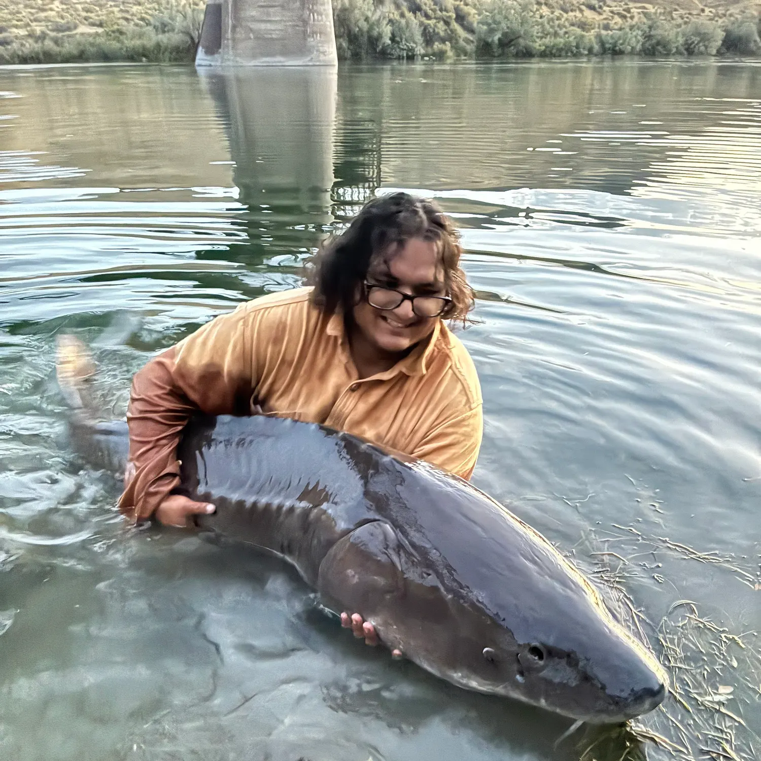 White sturgeon caught on Fishbrain