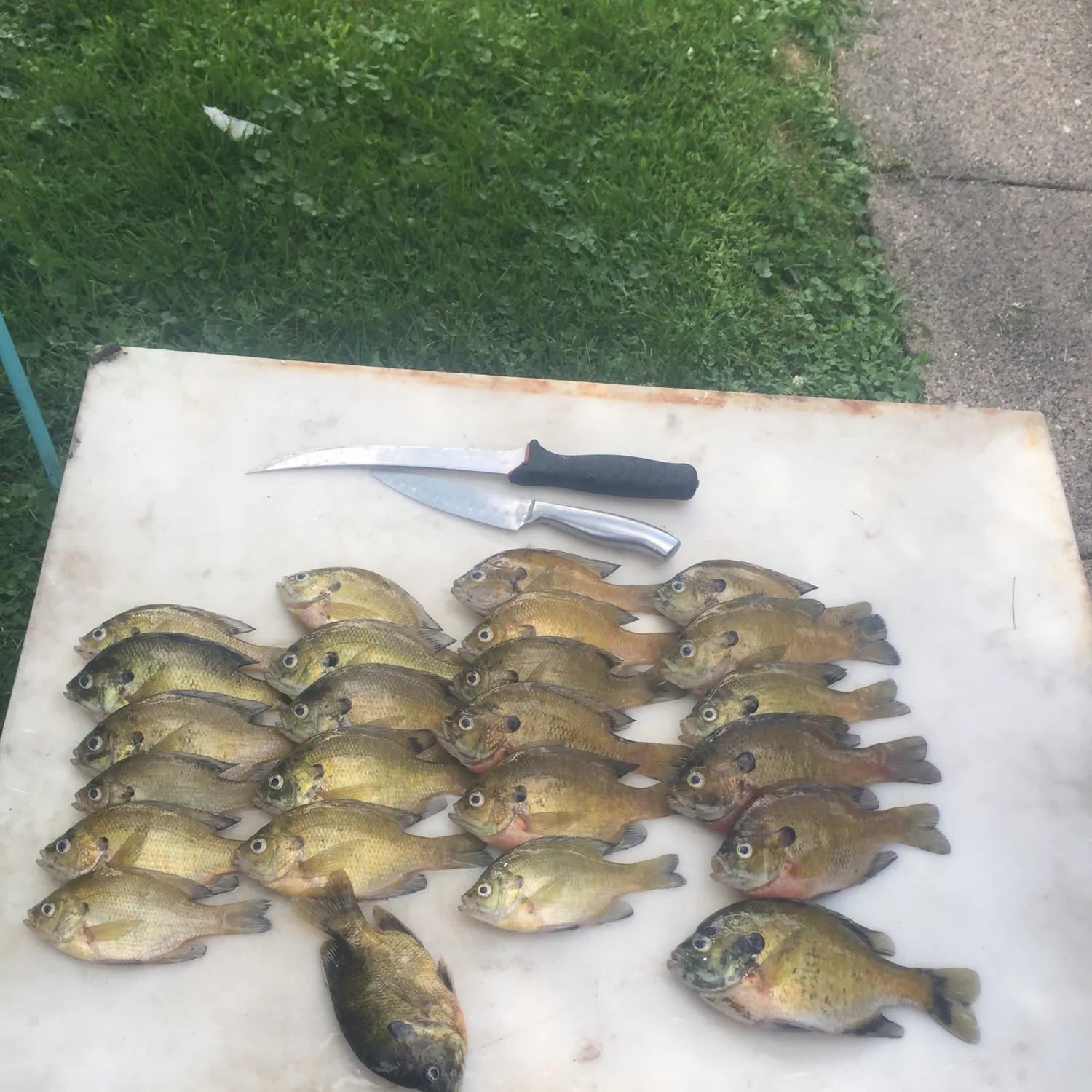 recently logged catches