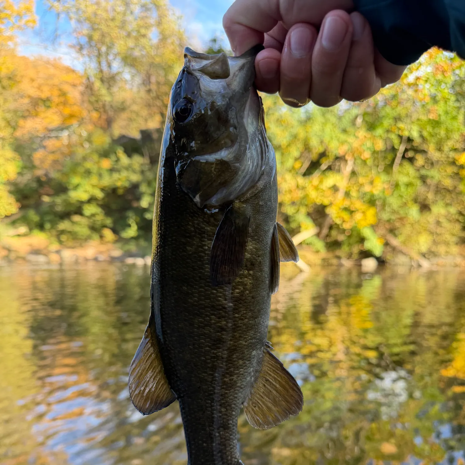 Smallmouth bass caught on Fishbrain