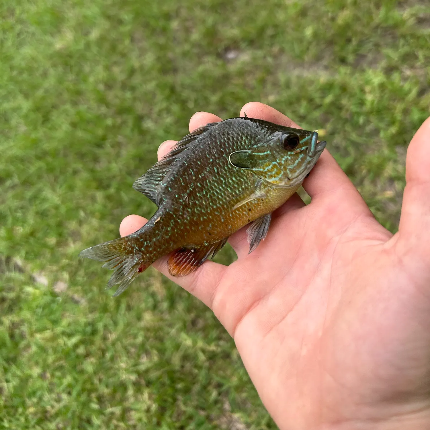 The most recent Redspotted sunfish catches on Fishbrain