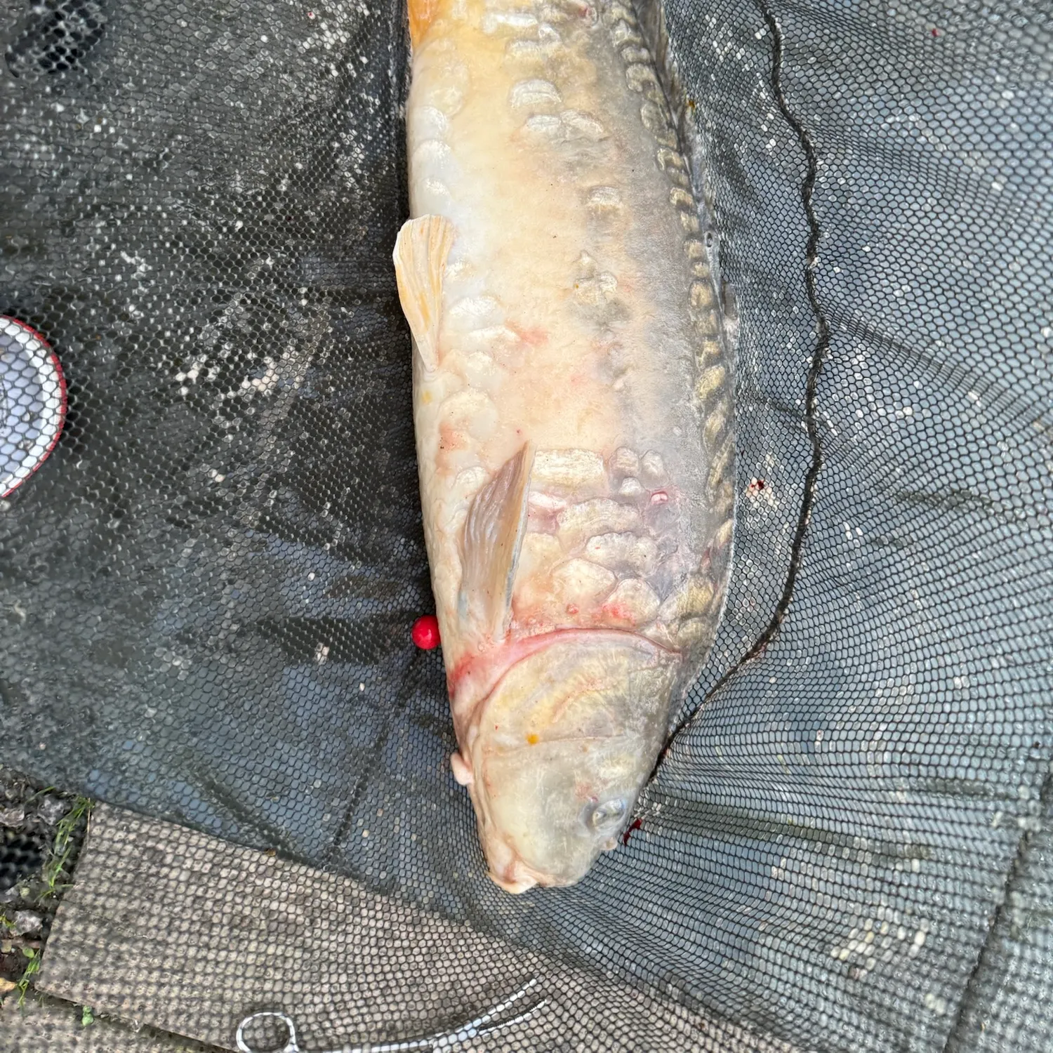 Mirror carp caught on Fishbrain