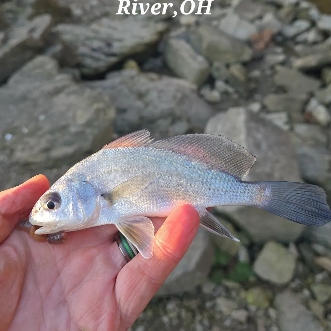 Freshwater drum caught on Fishbrain