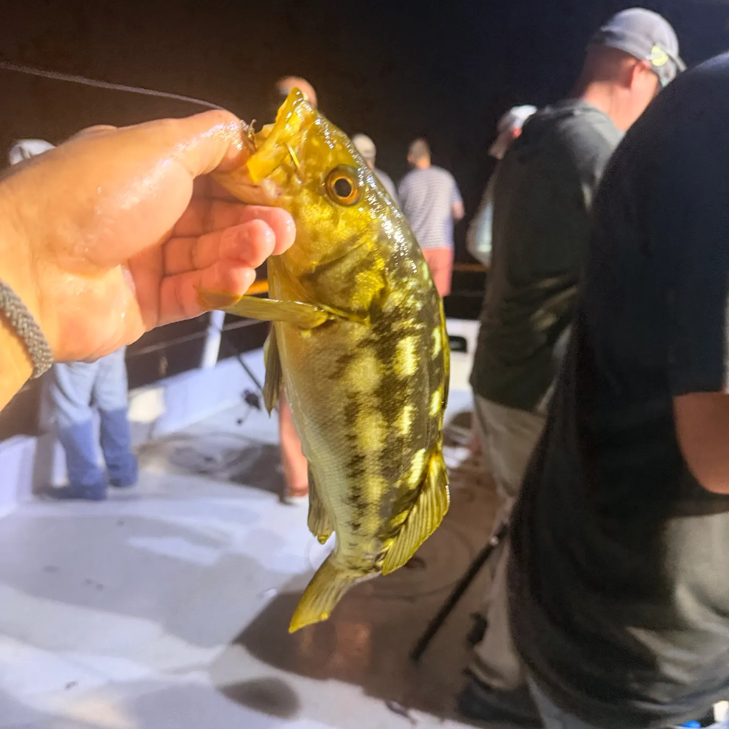 The most recent Kelp bass catches on Fishbrain