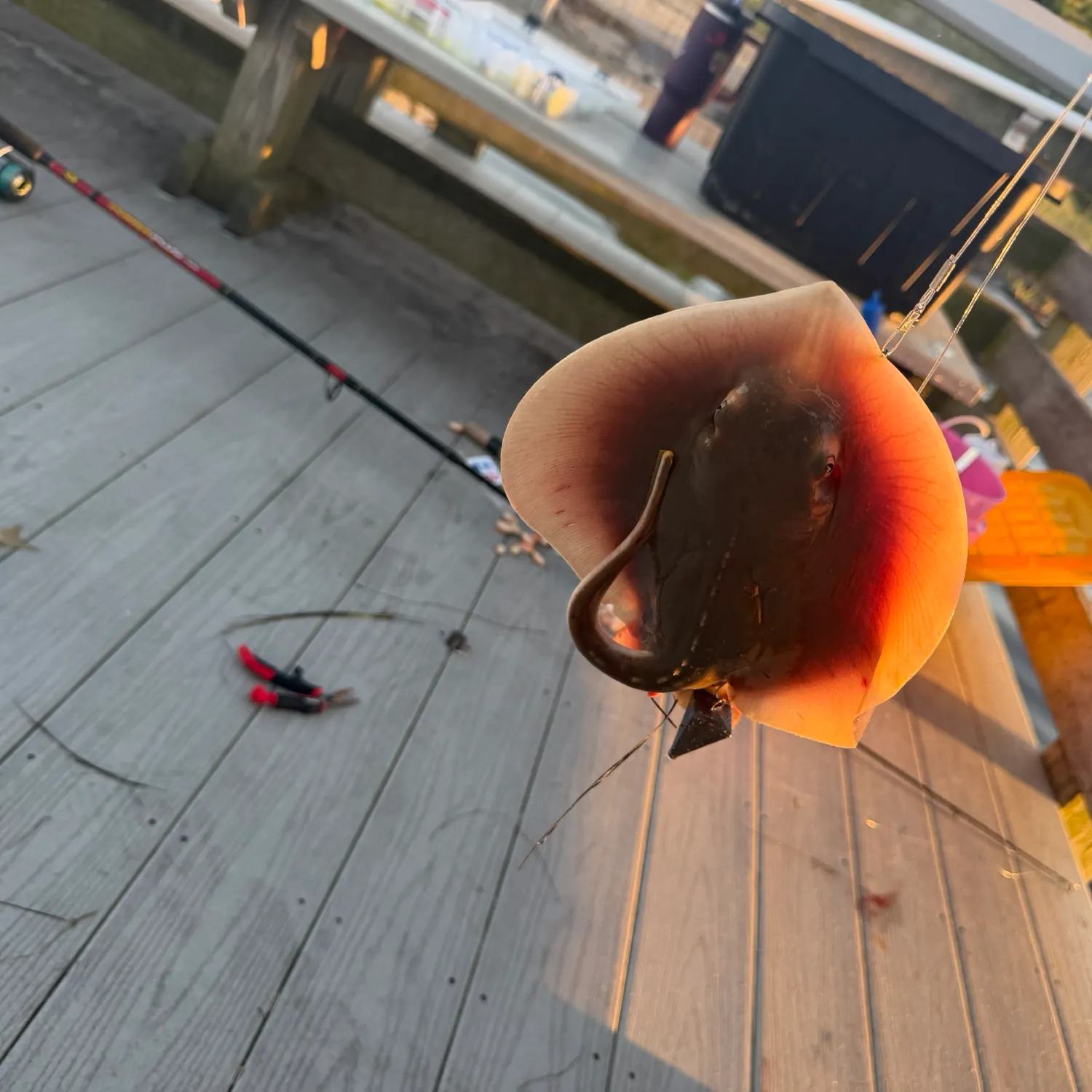 Atlantic stingray caught on Fishbrain