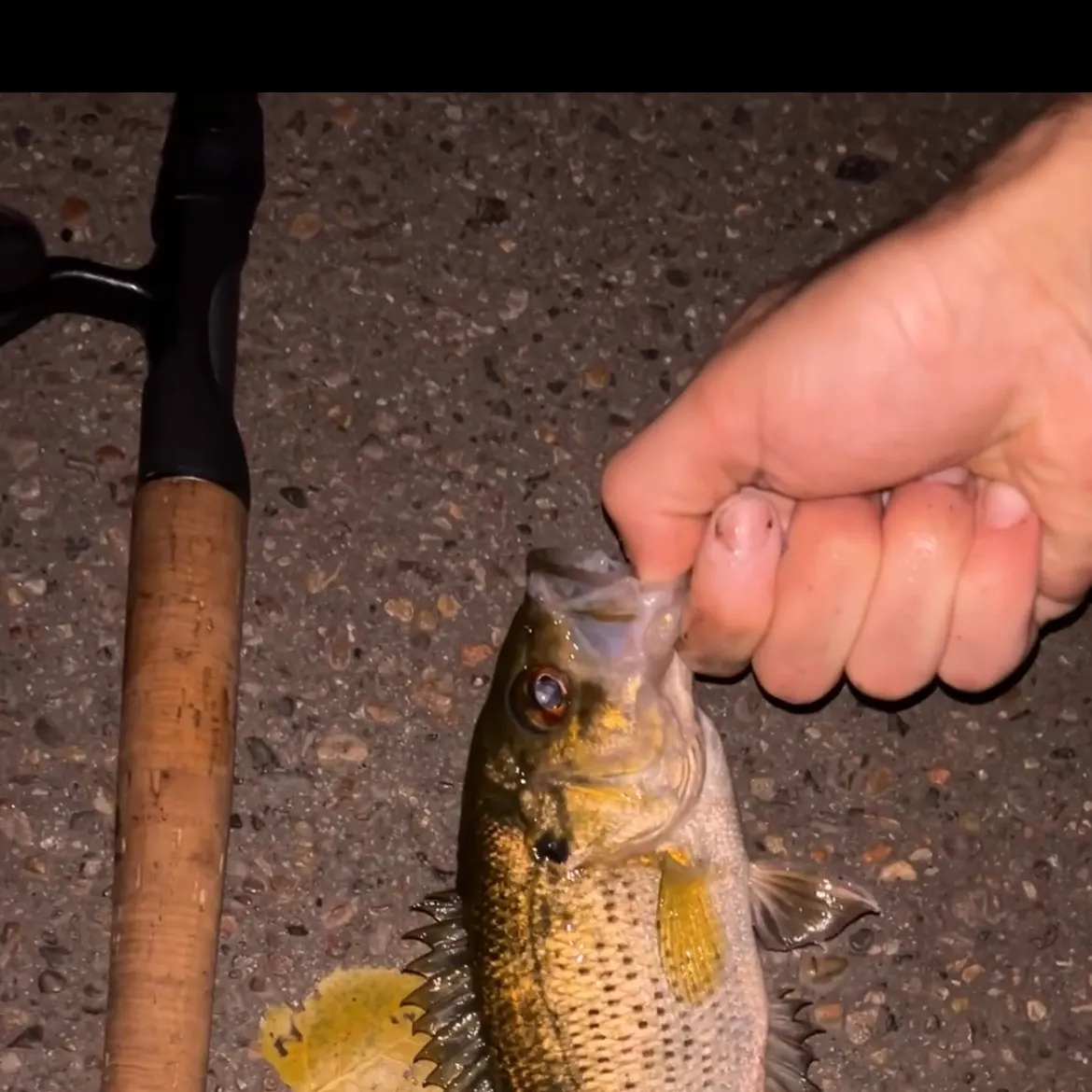 Rock bass caught on Fishbrain