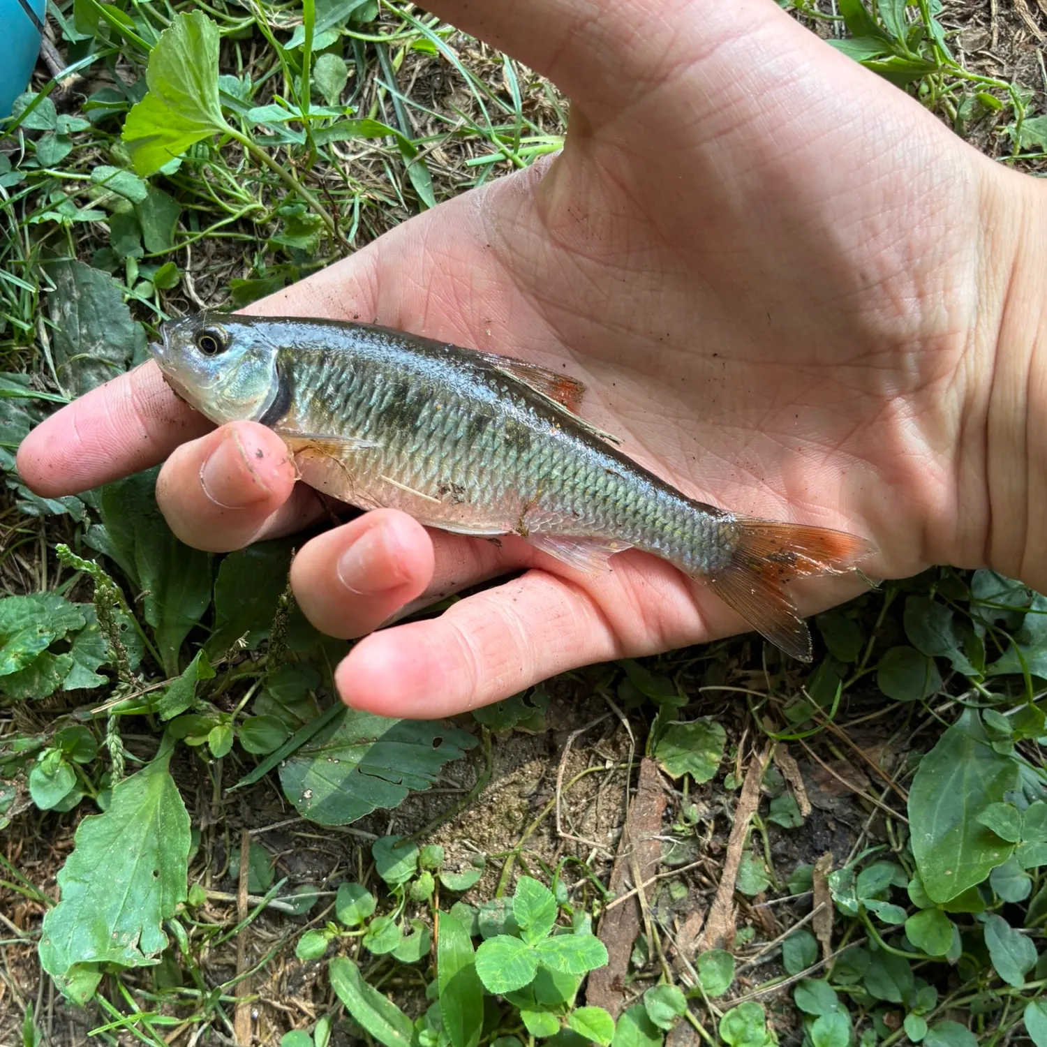 Common shiner caught on Fishbrain