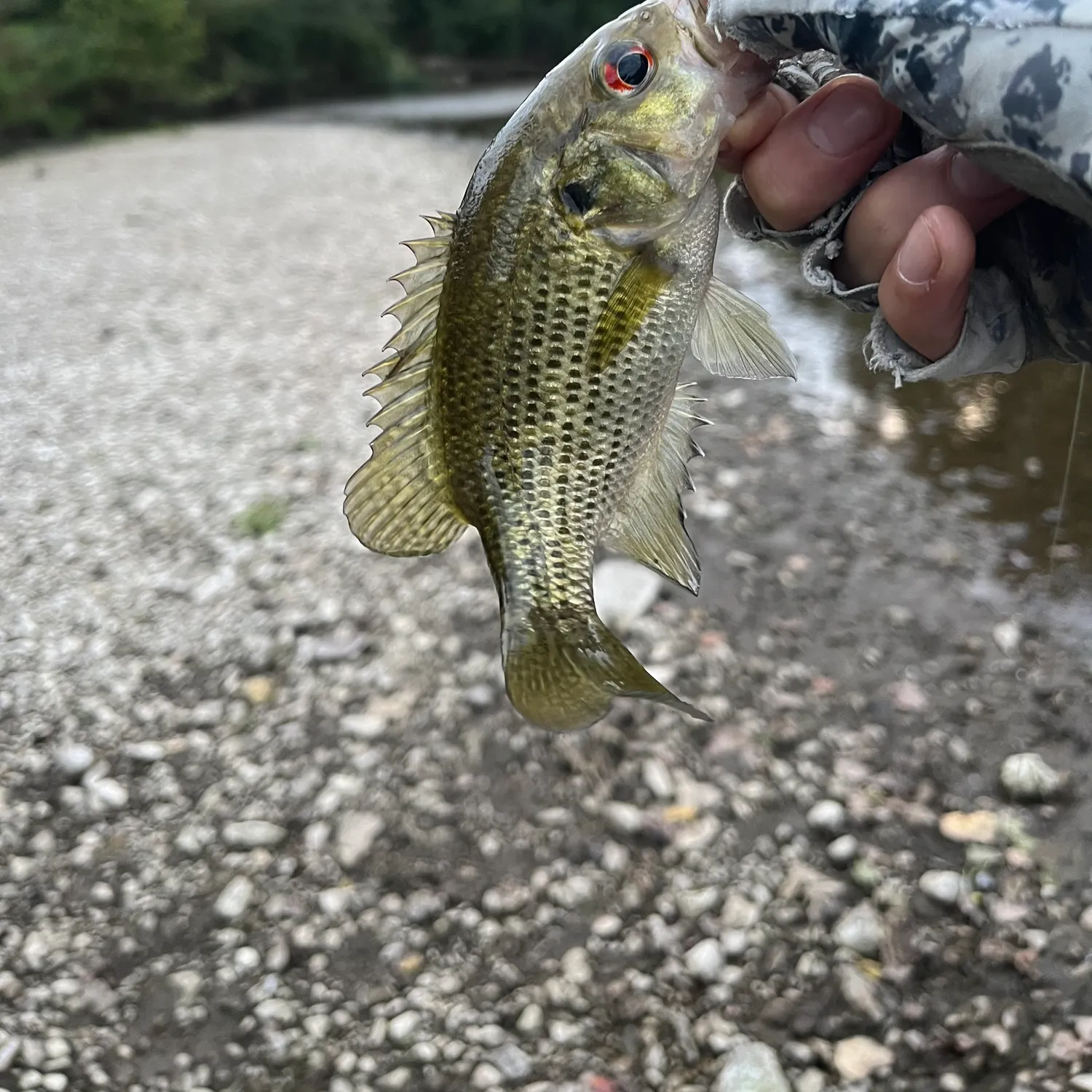 Rock bass caught on Fishbrain