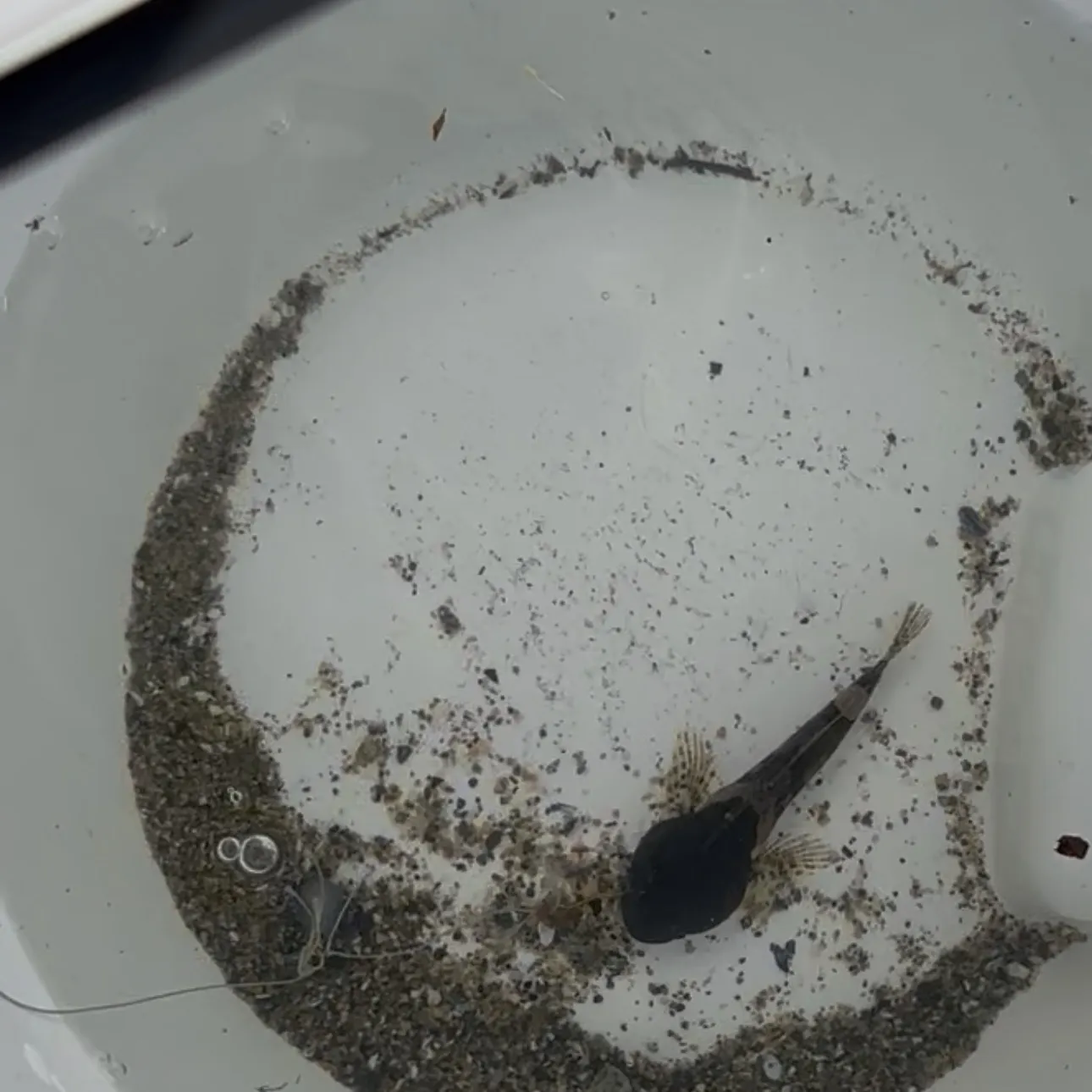 The most recent Pacific staghorn sculpin catches on Fishbrain