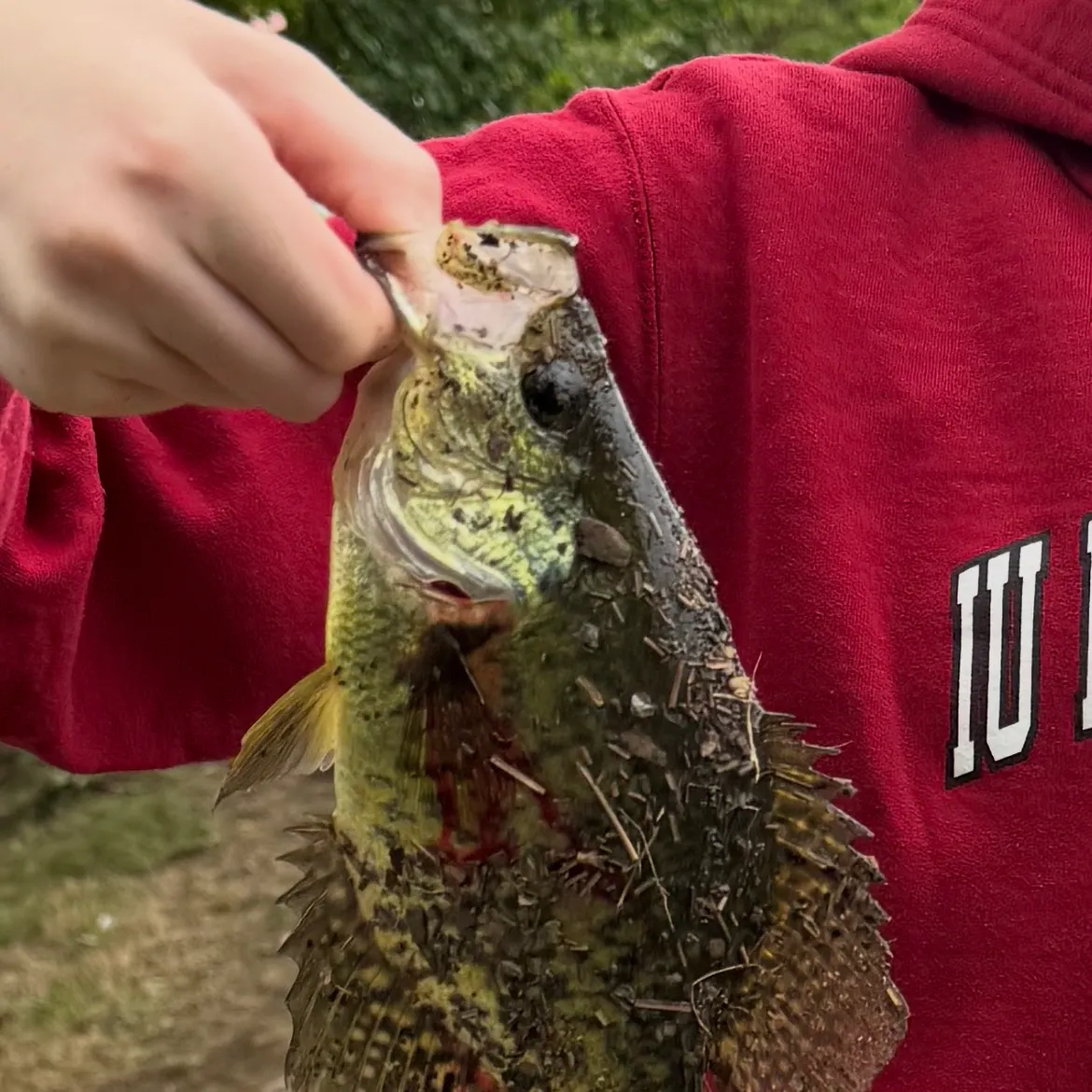 Black crappie caught on Fishbrain